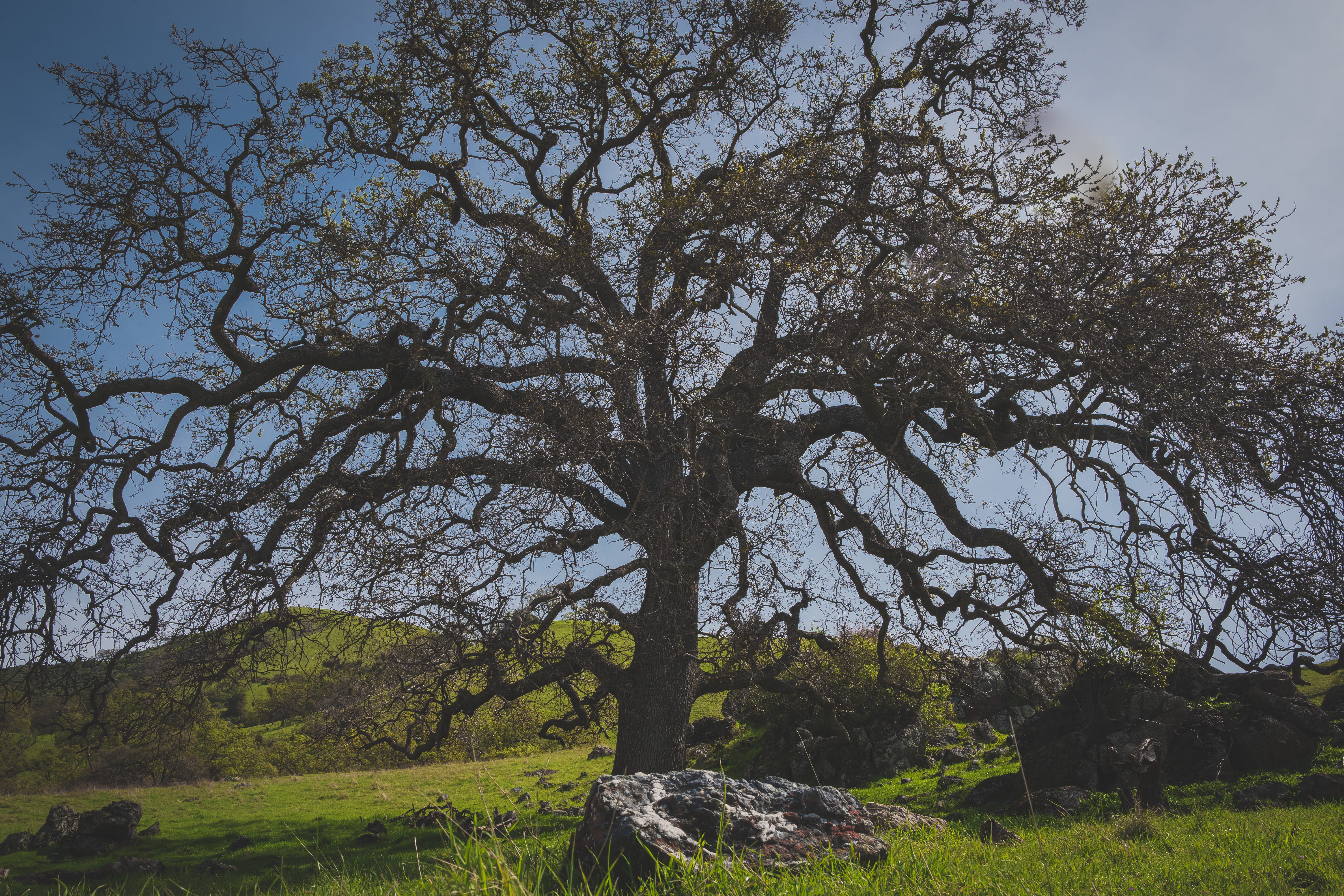 outdoors, beauty in nature, growth, landscape, sunol, plant, tree, sunol wilderness, branch, trunk, land, scenics - nature, tree trunk, usa, non-urban scene, HD Wallpaper