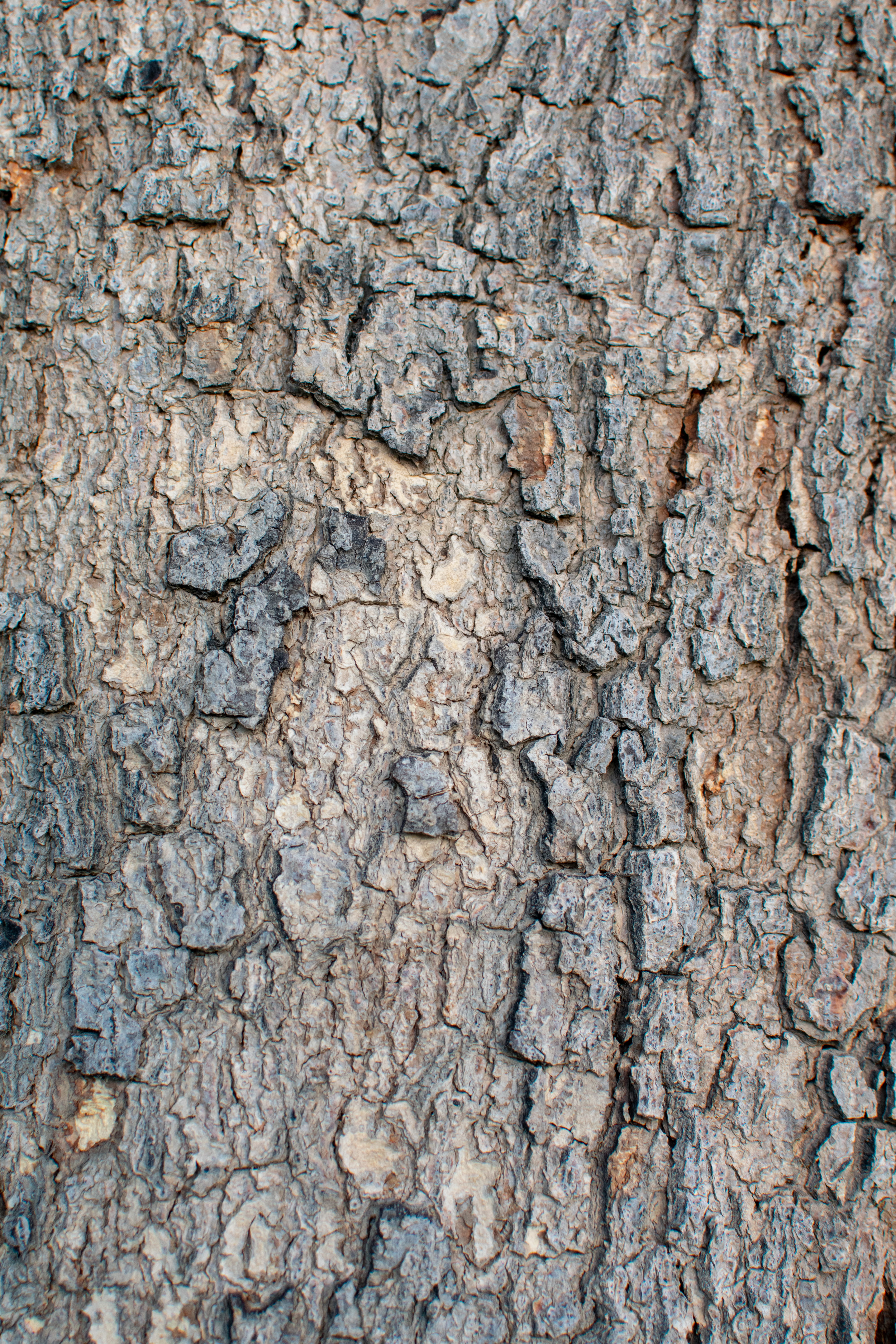 insect, bark, ancient, 5K, animal, education, root, oak, pattern, ground, food, weathered, grain, outdoors, no people, built structure, nature, close-up, Phone HD Wallpaper
