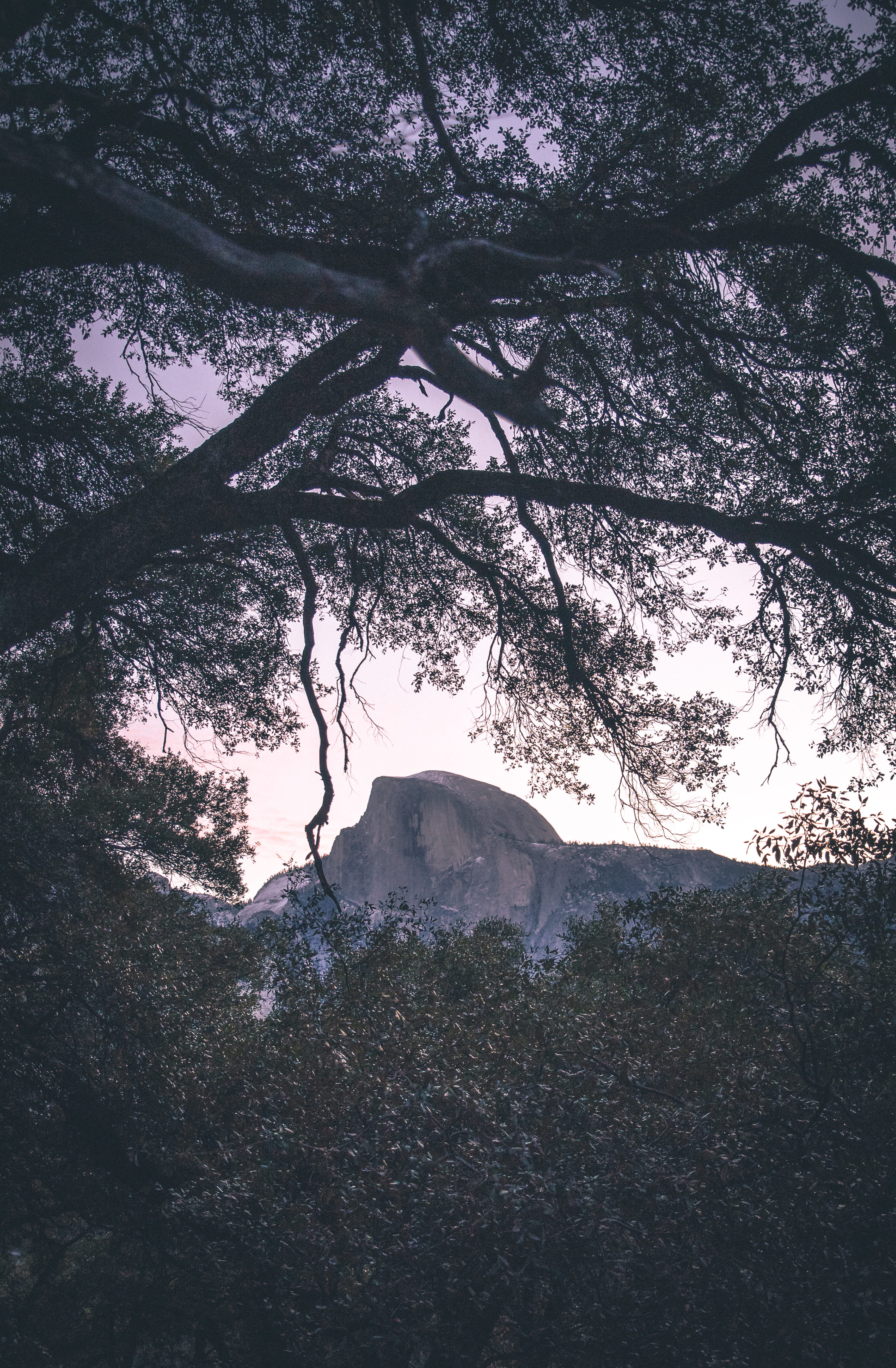 4K, jungle, land, low angle view, outdoors, no people, bush, tree canopy, scenics - nature, rock, sky, green, countryside, day, vegetation, tree trunk, Phone HD Wallpaper