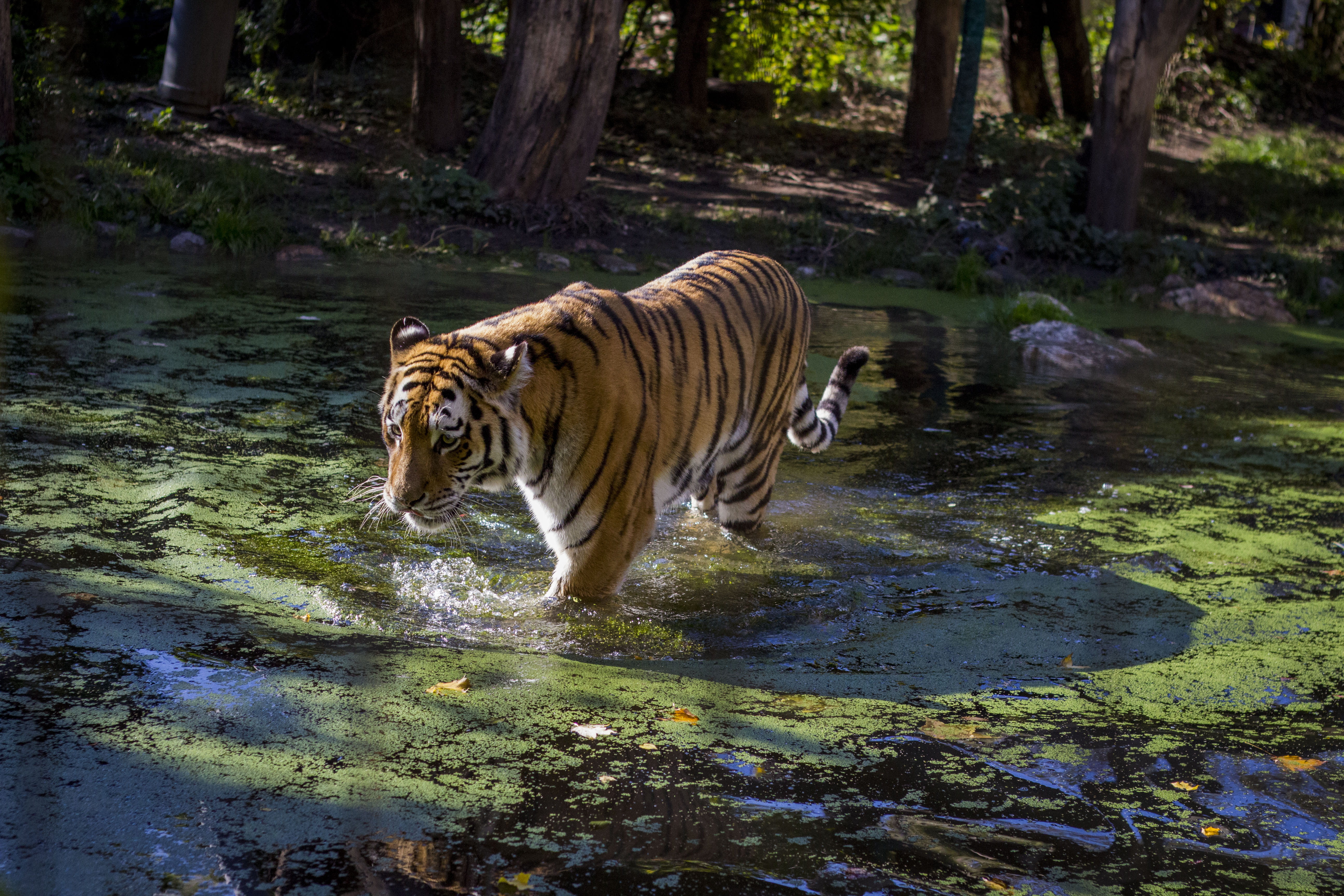 cat, water, vegetation, day, grove, no people, tiger, land, wien, animal wildlife, outdoors, path, rock, drinking, wildlife, vertebrate, schönbrunn palace, HD Wallpaper