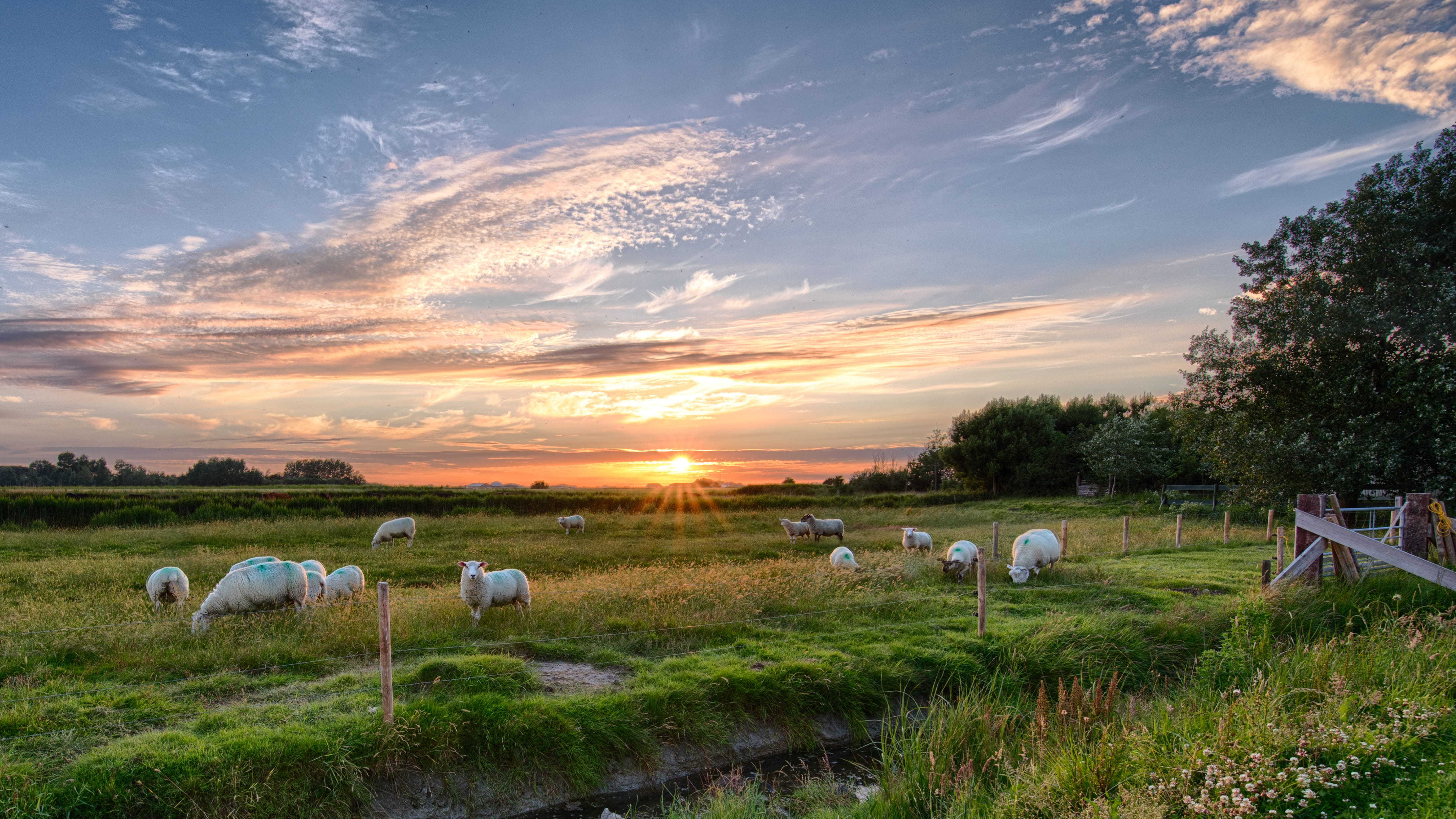 herd, mammal, domestic, north sea, landscape, sky, Clouds, land, white, Sun, animal themes, grazing, domestic animals, animal, Sunset, abendstimmung, herbivorous, HD Wallpaper