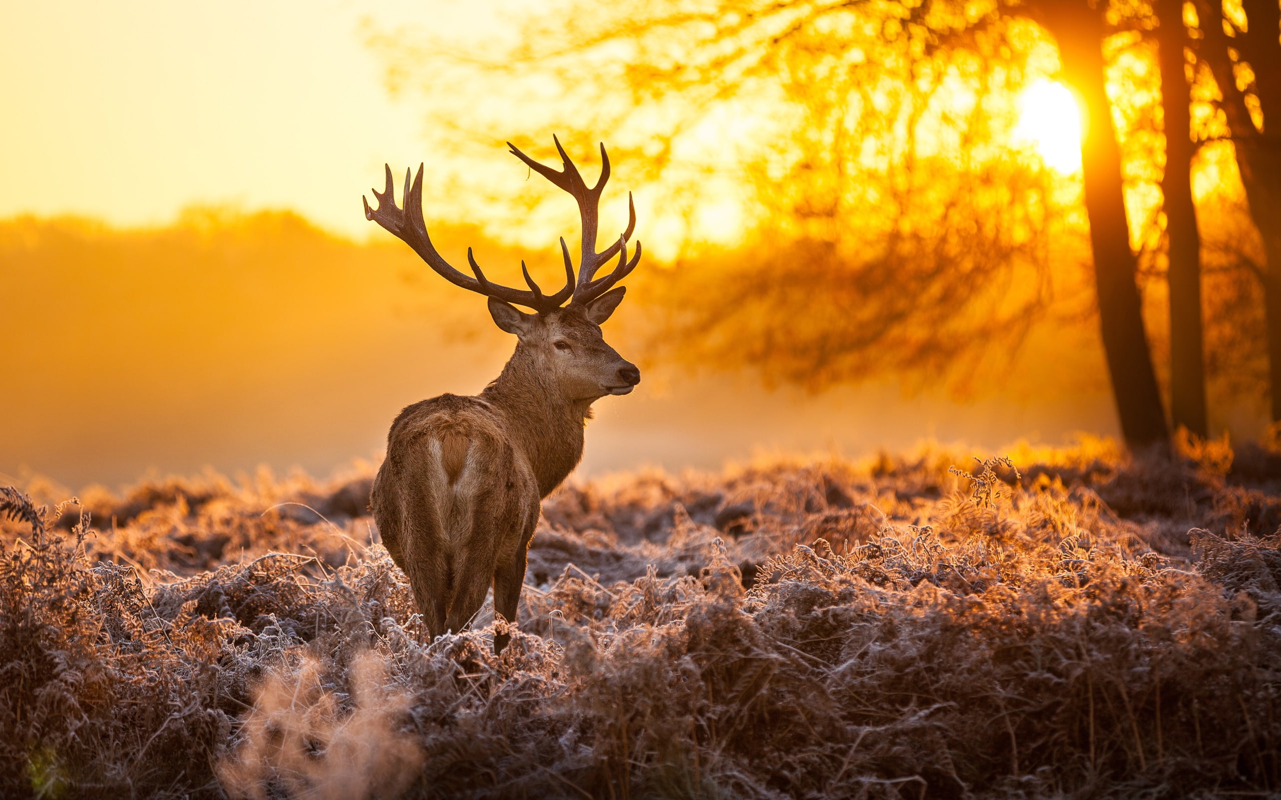 Forest, Sunset, tan, Grass, Deer, 2K, Warm, HD Wallpaper
