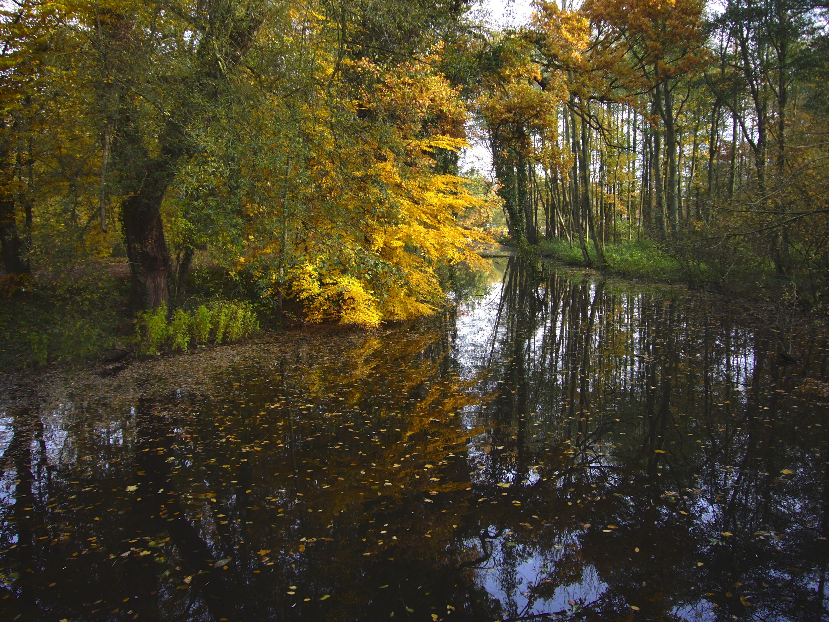 plant, waterfront, golden autumn, leaf, day, scenics, leaves, woodland, reflection, autumn, scenics - nature, fall foliage, forest, land, non-urban scene, HD Wallpaper