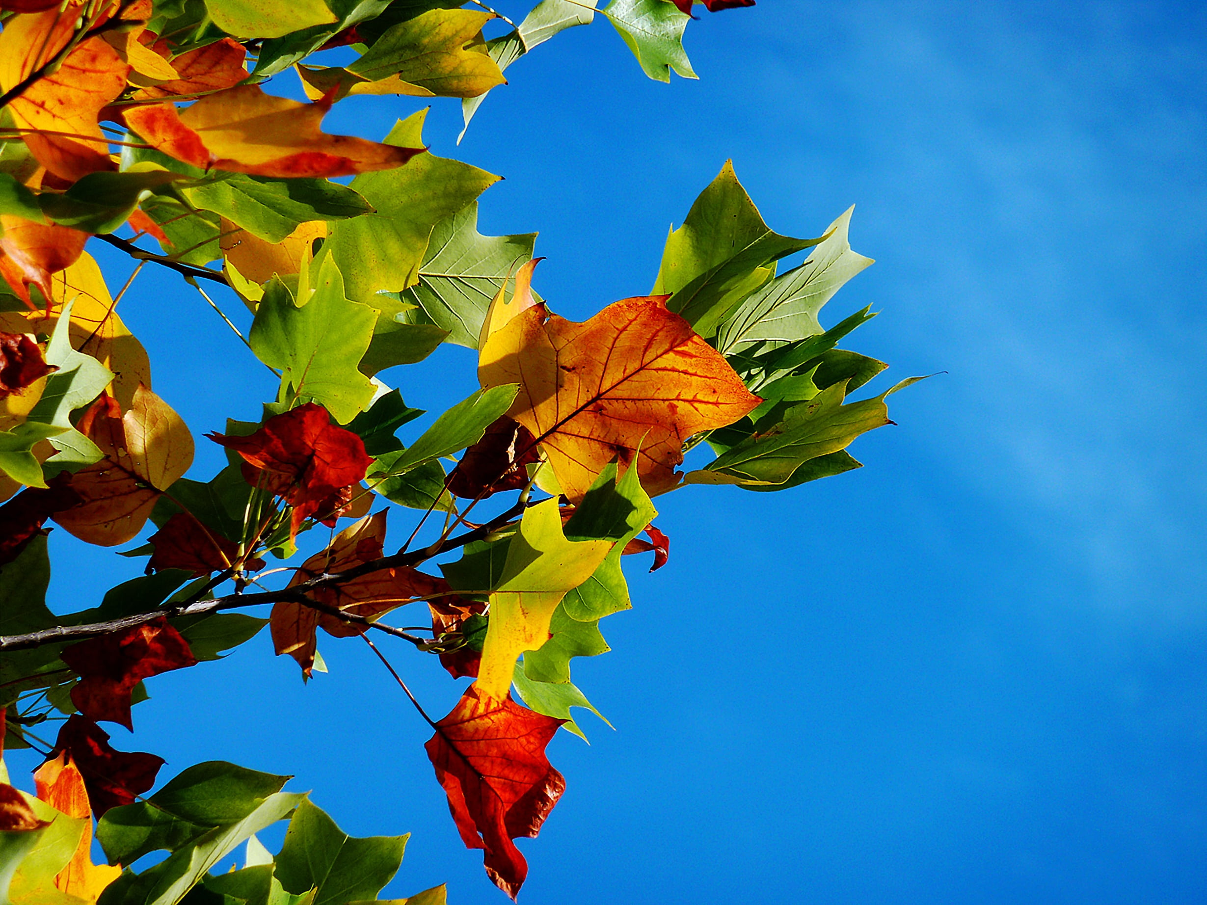 leaf, emerge, golden autumn, hardwood floor, leaves, plant, autumn, sunny, change, natural condition, park, vibrant Color, brown, fall leaves, nature, sky, HD Wallpaper