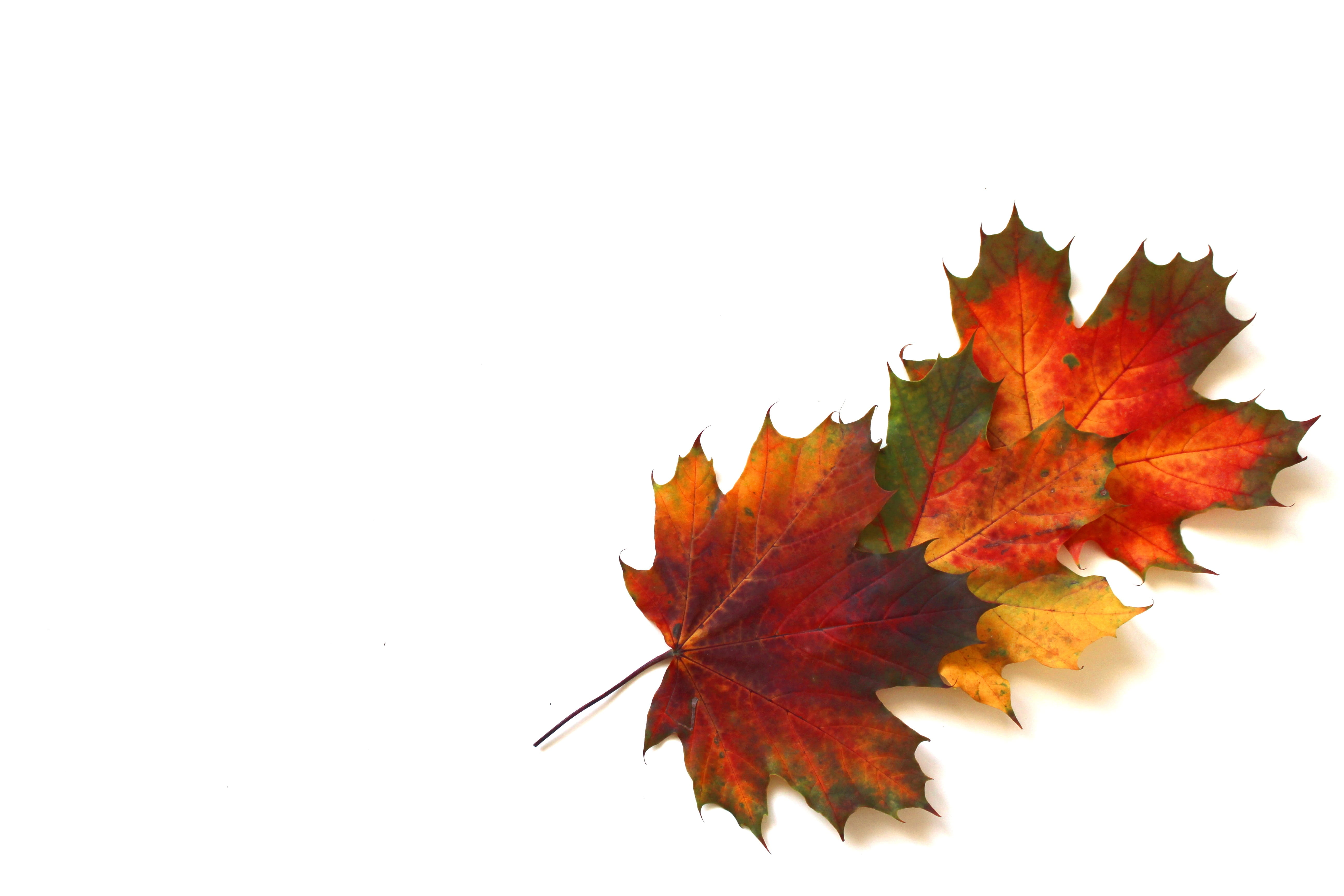 plant, fall foliage, color, colorful, garden, tree, autumn, macro, autumn mood, red, nature, cut out, close, studio shot, white background, colourful, yellow, HD Wallpaper