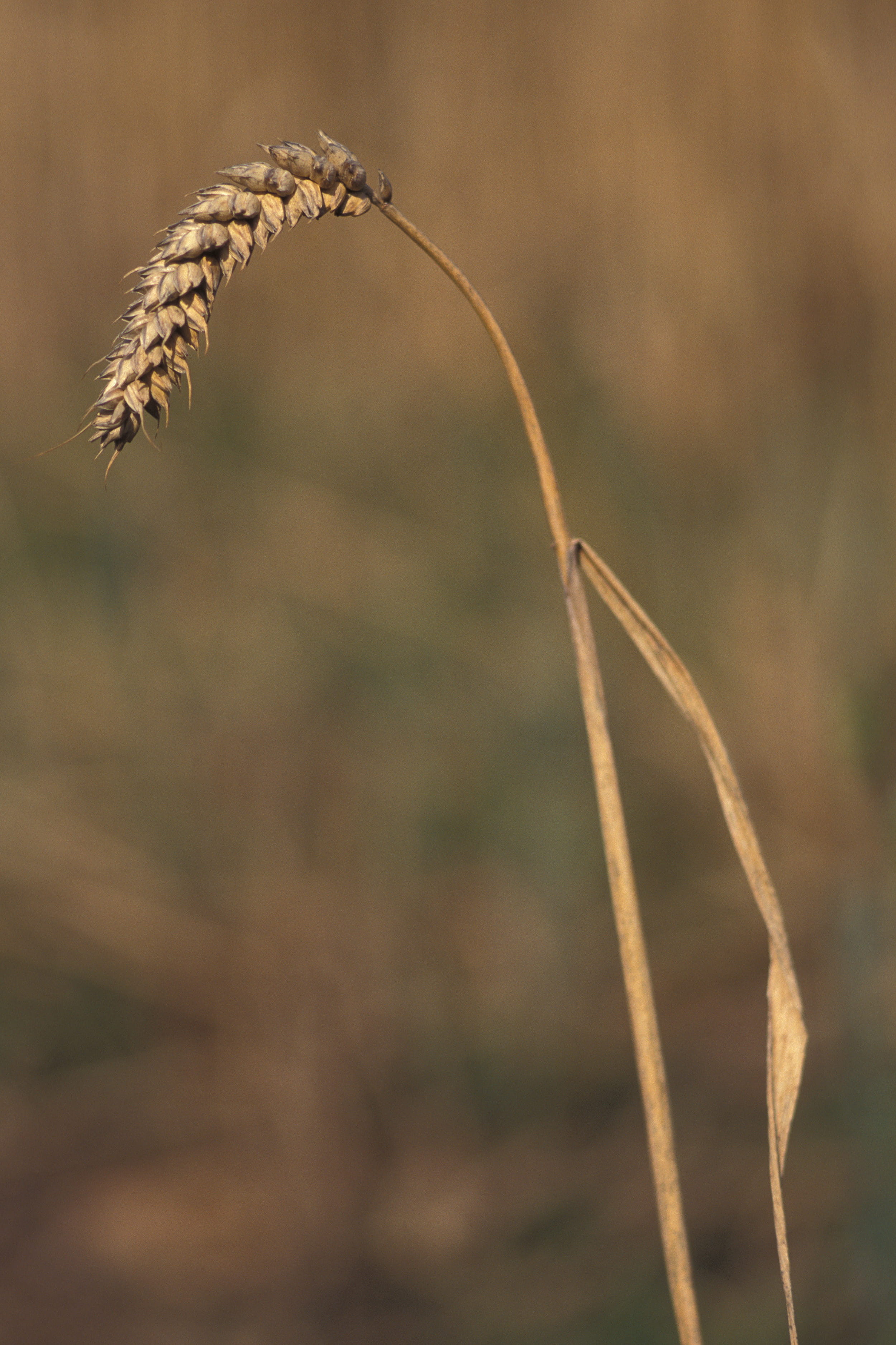 focus on foreground, united kingdom, crop, farming, plant stem, 2K, growth, wheat, selective focus, freshness, food, field, nature, no people, beauty in nature, Phone HD Wallpaper