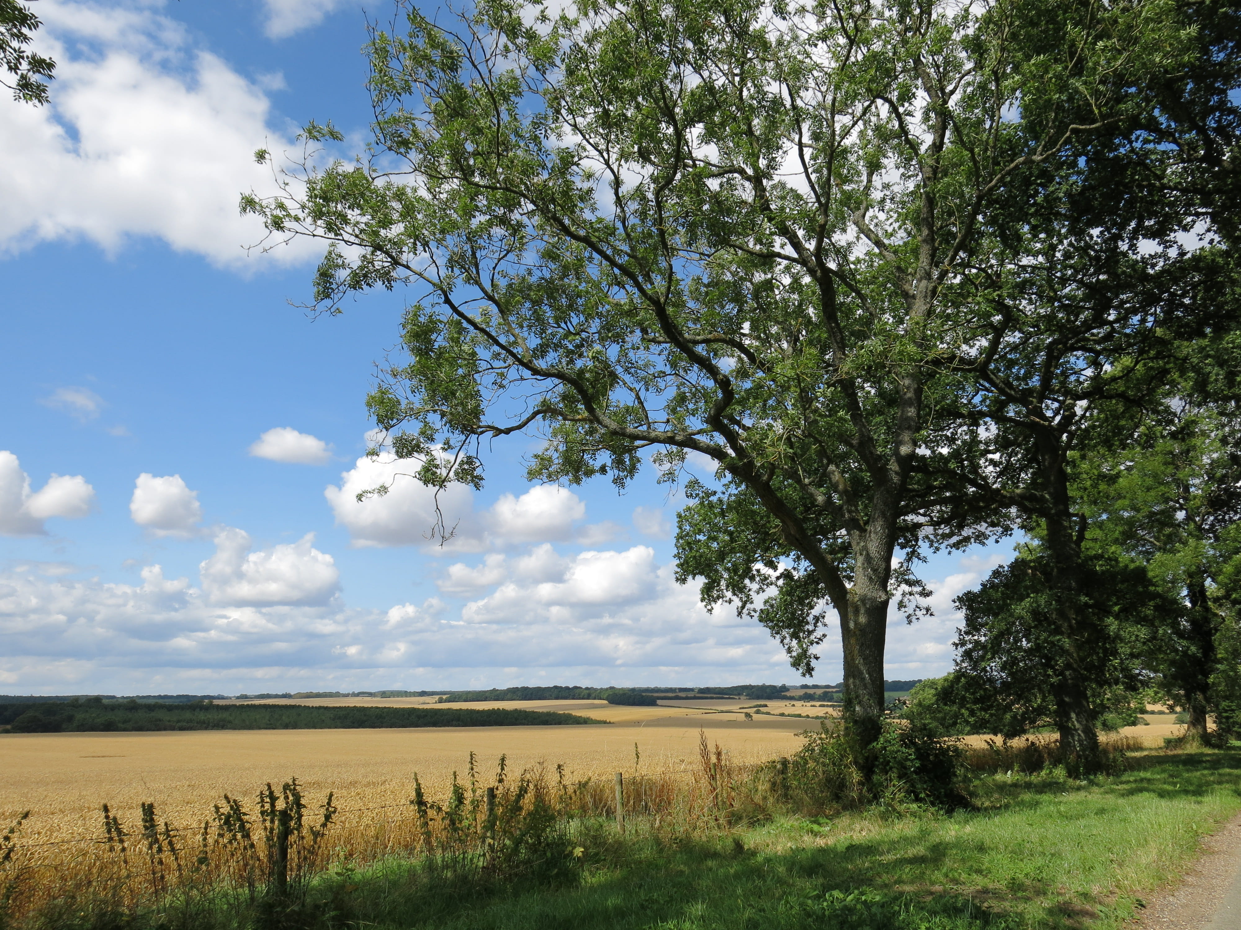 wiltshire, tranquility, no people, united kingdom, landscape, land, tree, beauty in nature, plant, england, field, day, green color, grass, tranquil scene, HD Wallpaper