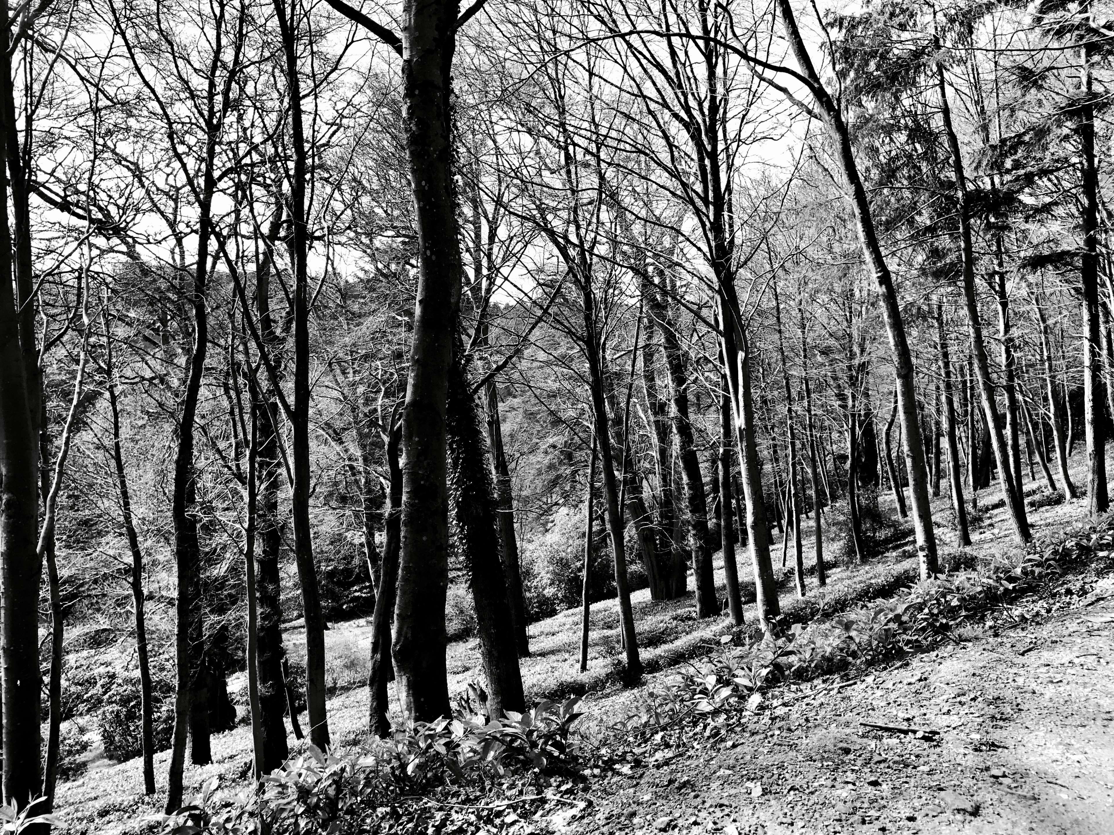 day, trunk, stourhead estate, trees, bare tree, land, landscape, no people, scenics - nature, outdoors, plant, wiltshire, non-urban scene, tree, forest, HD Wallpaper
