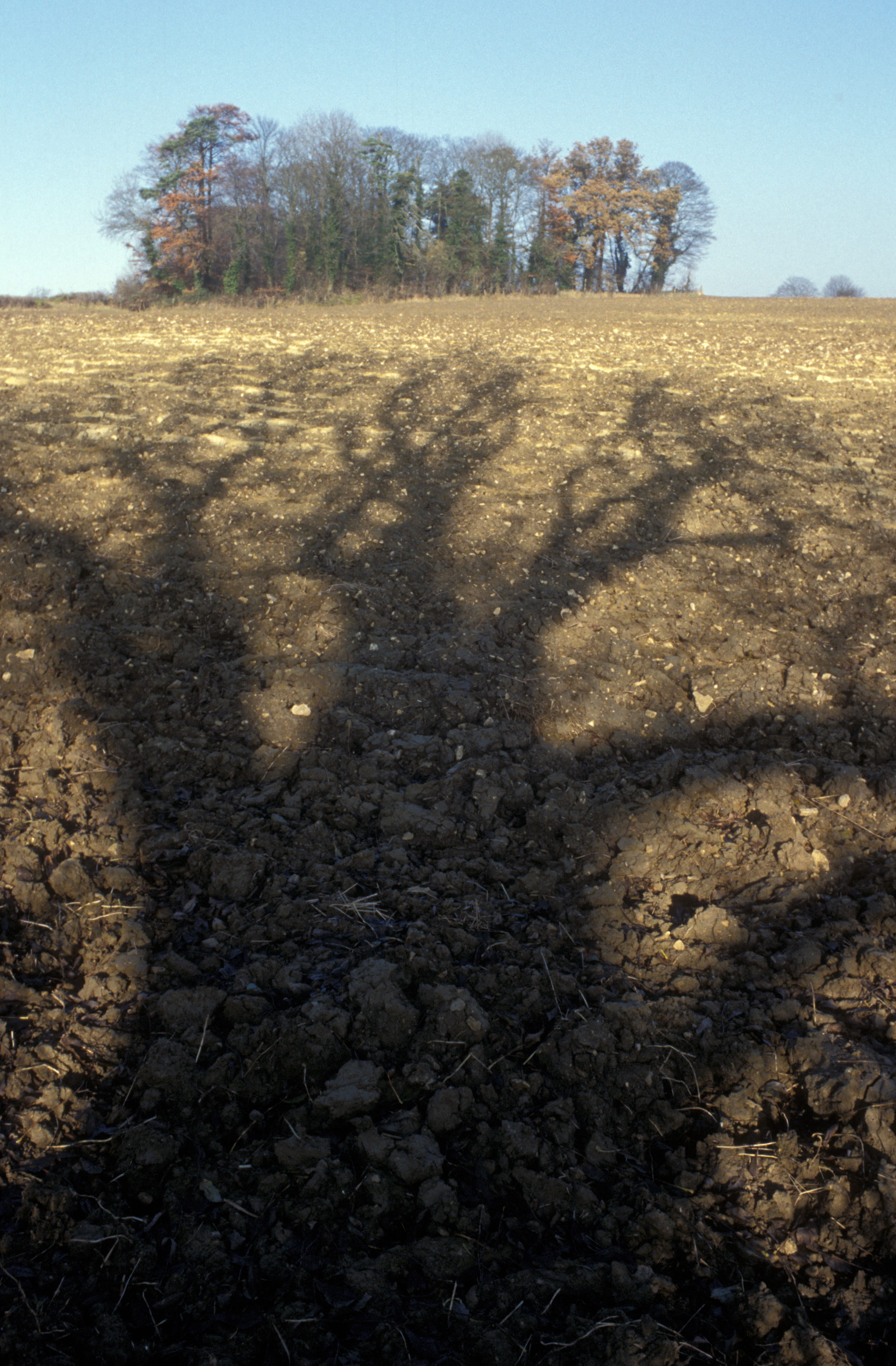 day, focus on shadow, tree, environment, sunlight, sky, nature, dirt, field, tranquility, growth, brown, non-urban scene, hilltop, shadow, land, tranquil scene, Phone HD Wallpaper