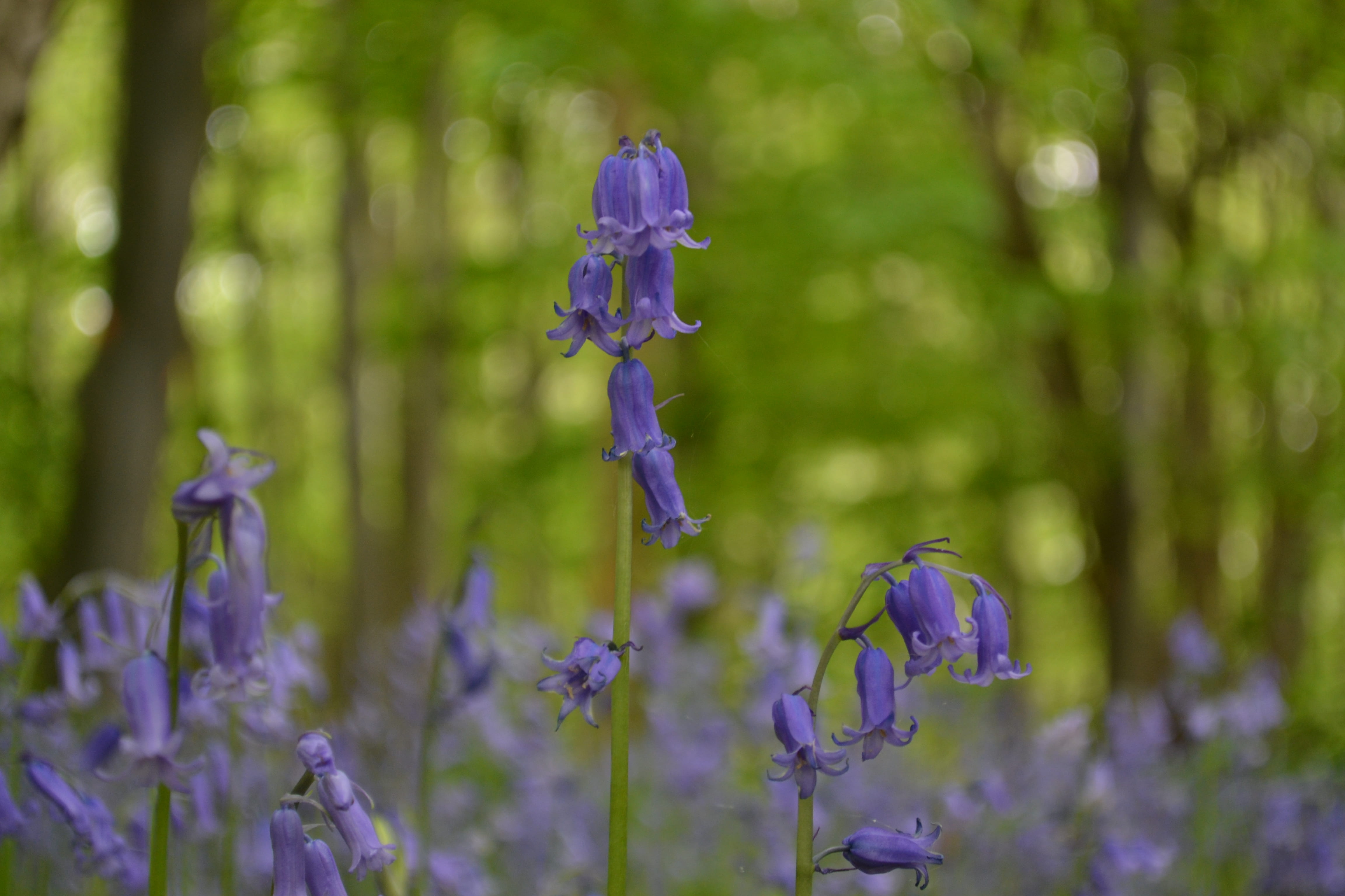flower, petal, beauty in nature, land, close-up, inflorescence, flowering plant, springtime, flower head, nature, day, vulnerability, purple, fragility, HD Wallpaper