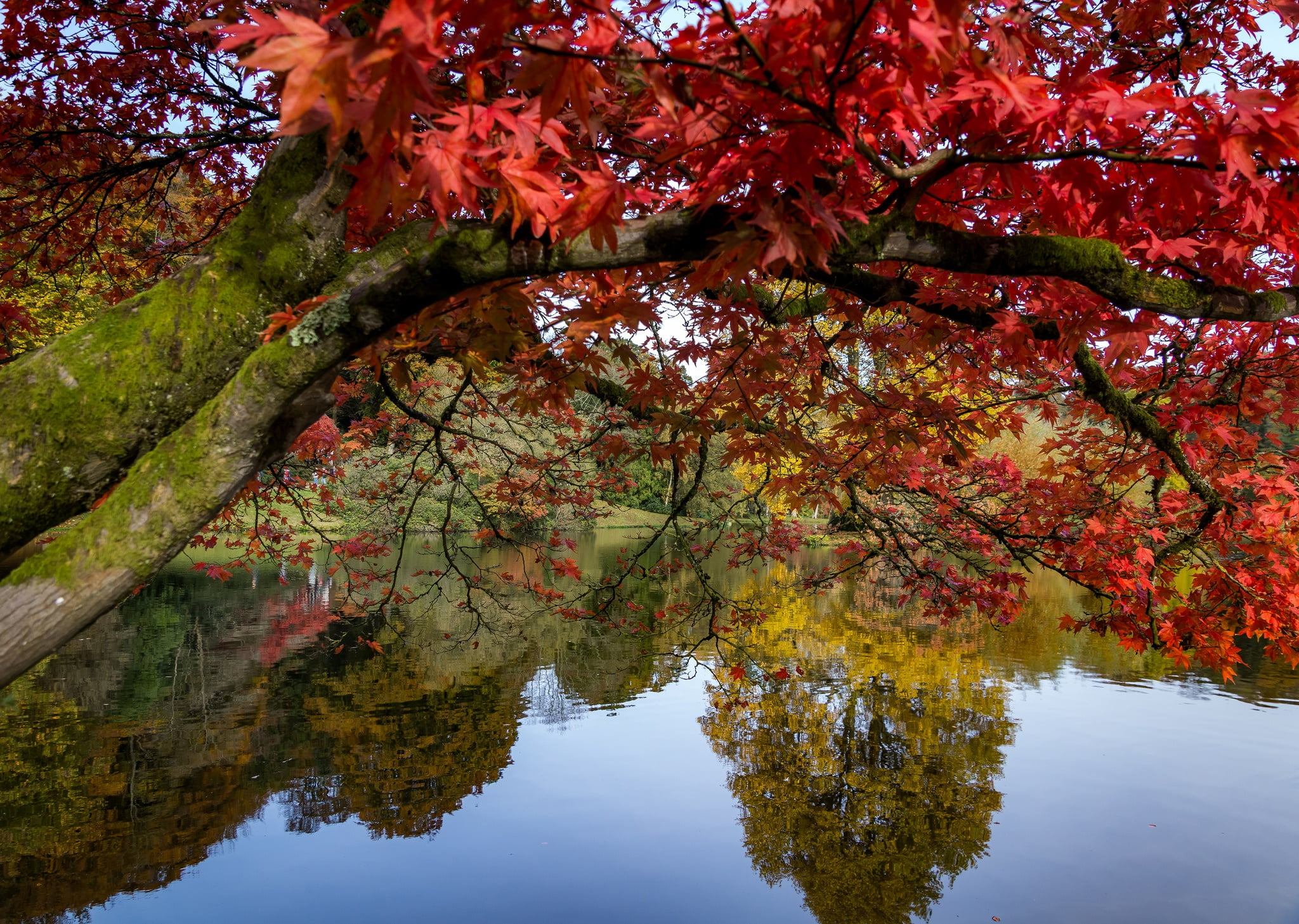 Stourhead Garden, 1080P, Wiltshire, Stored, England, pond, reflection, trees, lake, tree, branches, Park, maple, autumn, HD Wallpaper