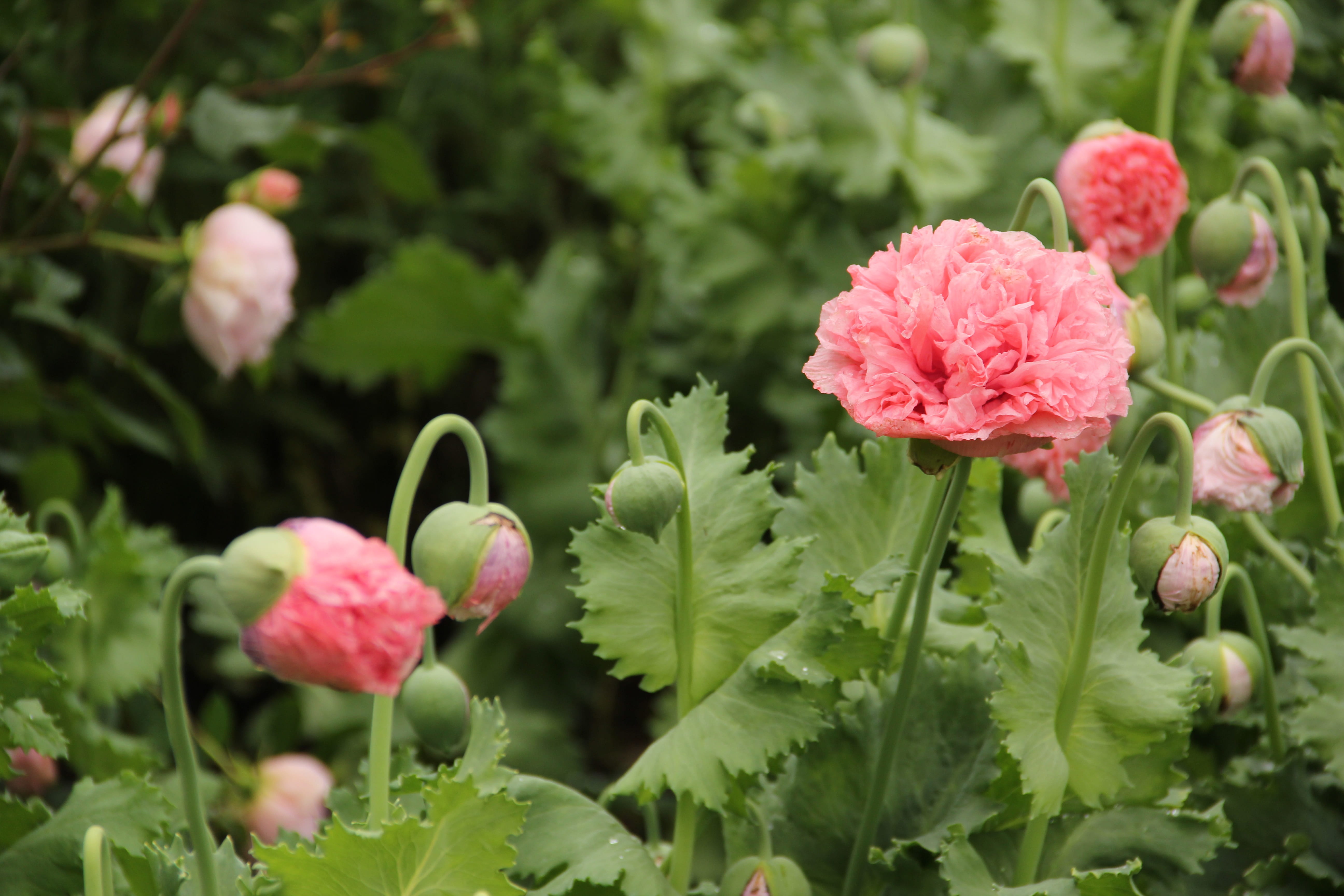 beauty in nature, leaf, no people, flower, savill garden, nature, pink color, springtime, outdoors, ornamental garden, inflorescence, petal, gardens, plant part, HD Wallpaper