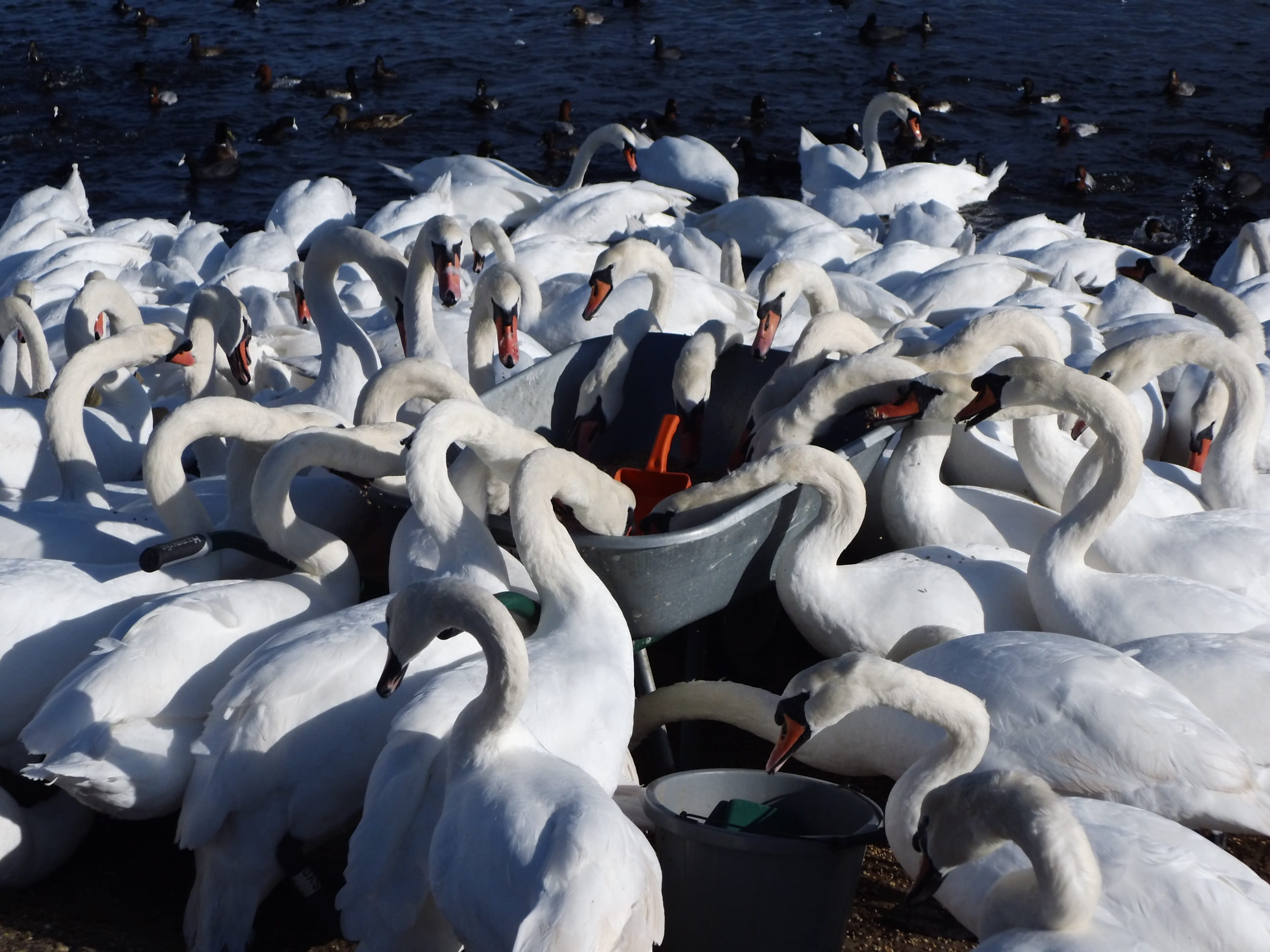 south gland, flock of birds, animal wildlife, nature, swanery, animals in the wild, South, animal themes, abbottsbury, animal, Gland, bird, water, mute swan, HD Wallpaper