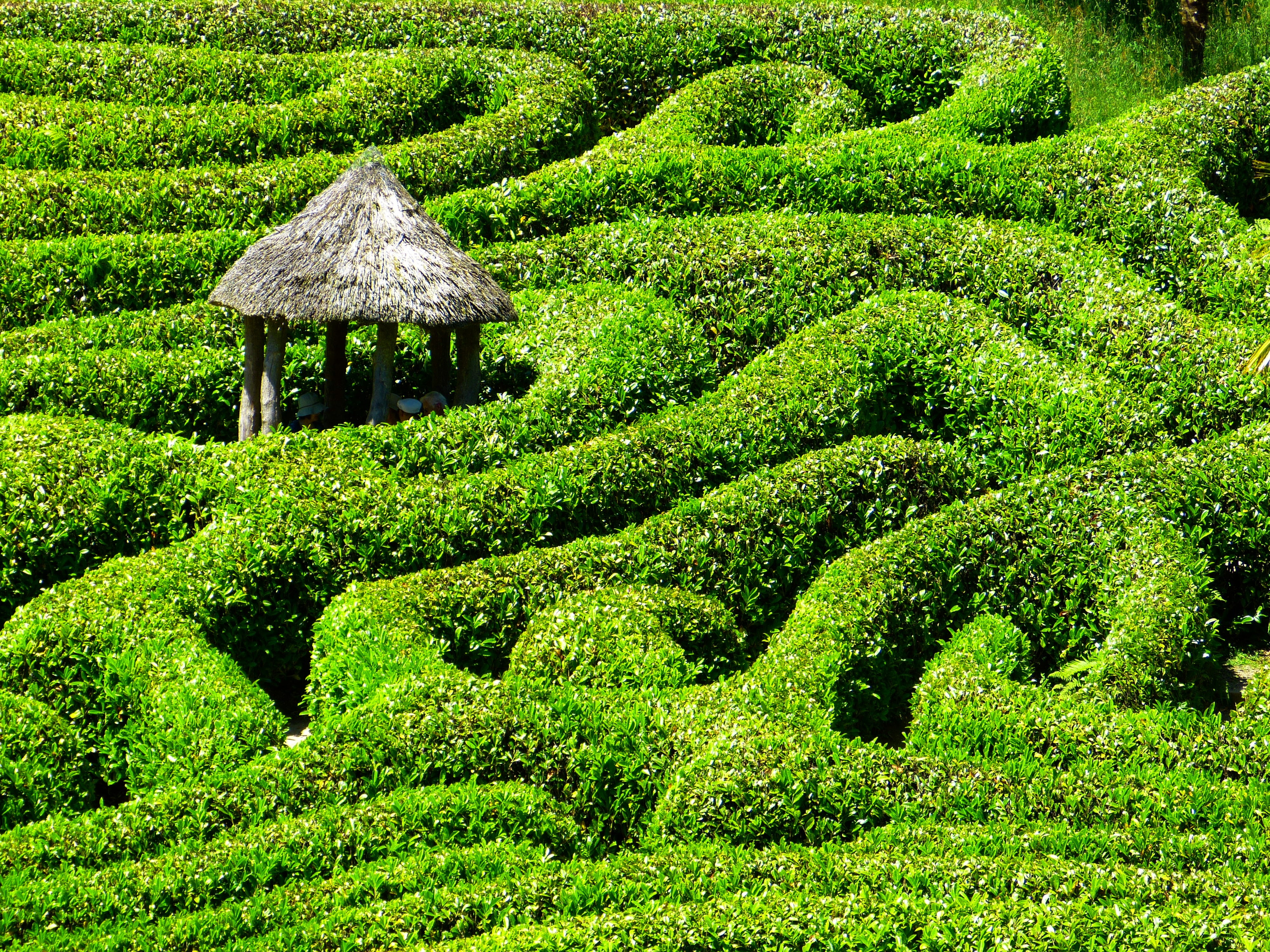 cornwall, green Color, white, park, hedge, 4K, tea Crop, no people, day, nature, lush foliage, garden, land, plant, labyrinth, beauty in nature, tree, HD Wallpaper