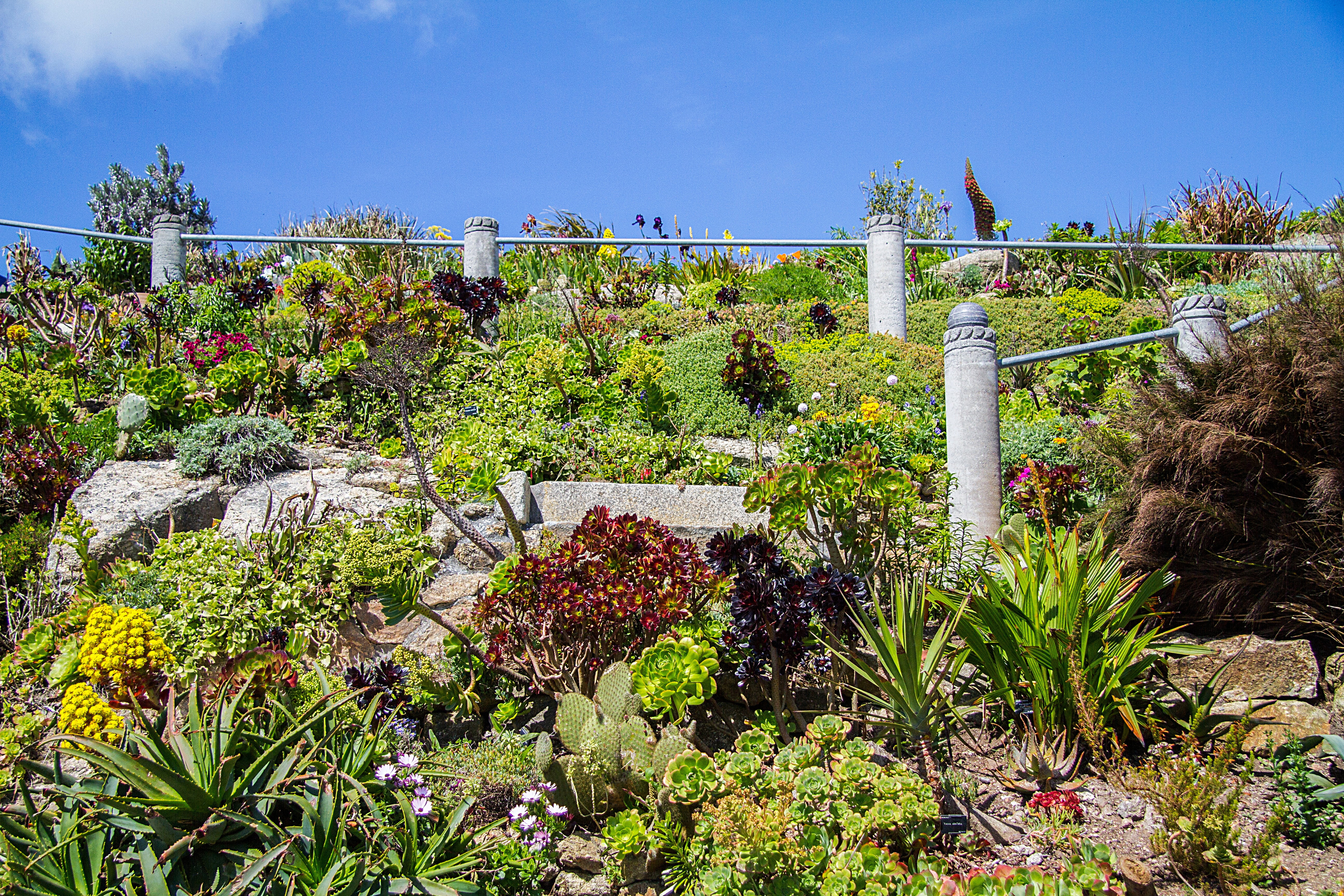 garden, outdoors, beauty in nature, landscape, cornwall, day, no people, succulent plant, cactus, sunlight, architecture, scenics - nature, flower, south gland, HD Wallpaper
