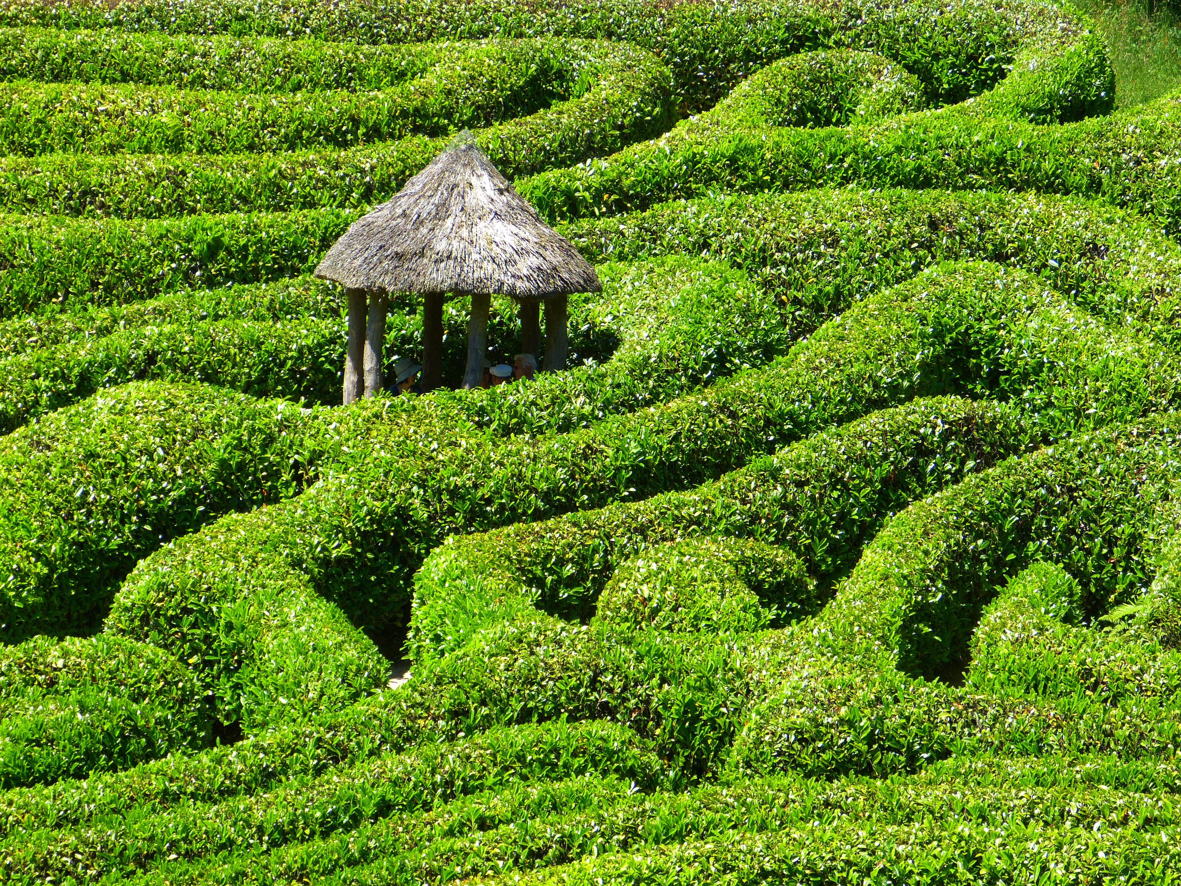 green, formal garden, beauty in nature, tree, field, bush, green color, foliage, plant, cornwall, hedge, outdoors, leafy, lush foliage, ornamental garden, HD Wallpaper