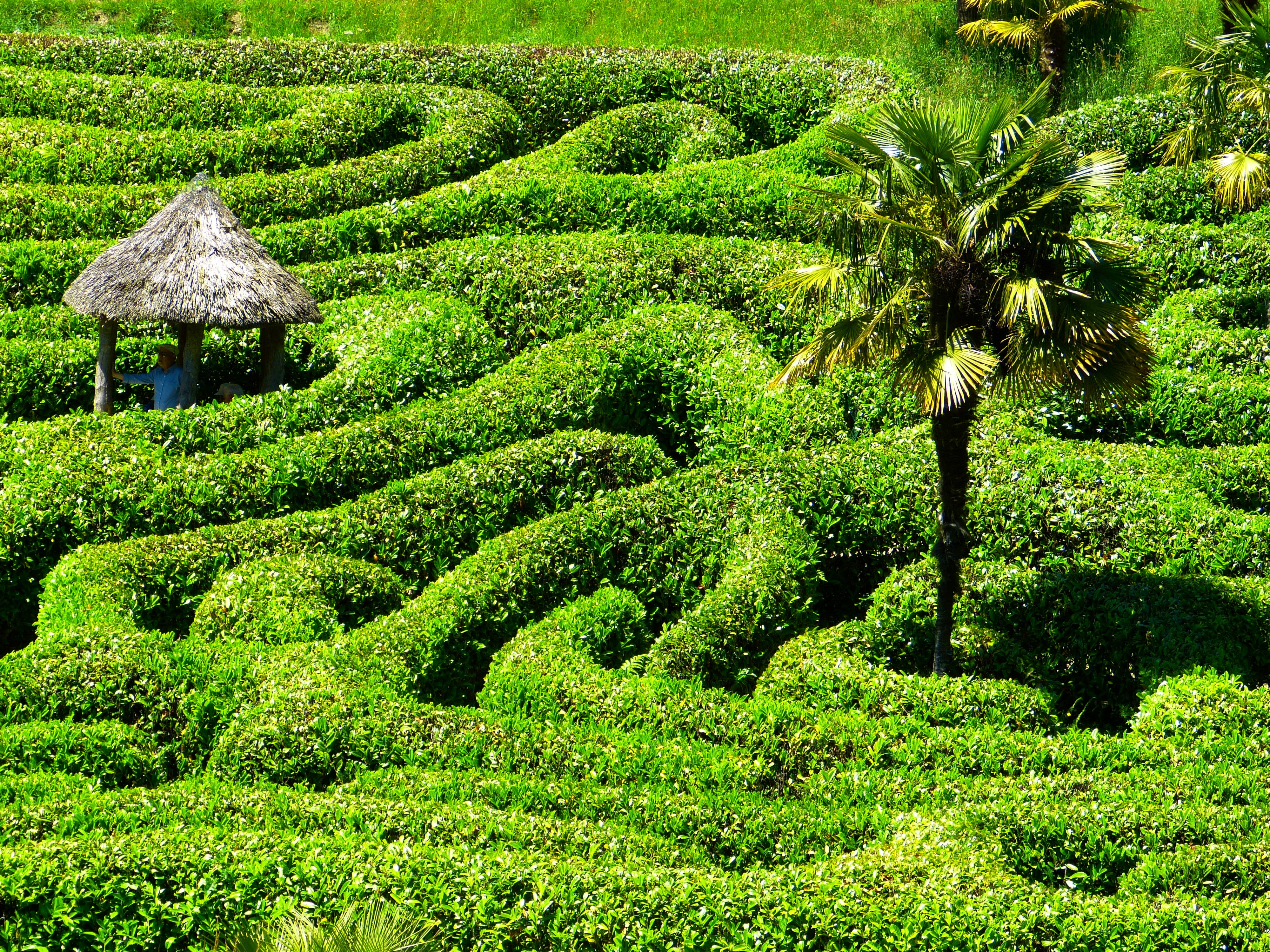 land, hedge, tranquility, no people, united kingdom, lush foliage, labyrinth, garden, high angle view, cornwall, field, tree, plants, maze, landscape, day, HD Wallpaper