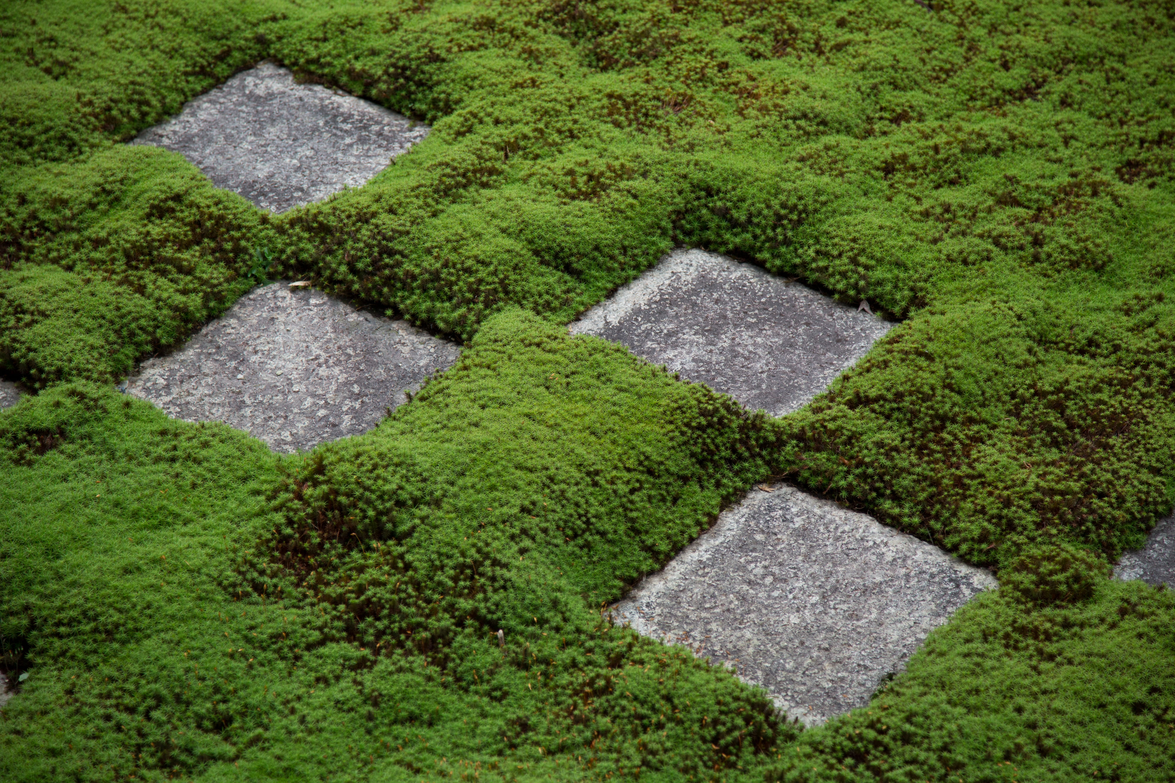 no people, rock, footpath, design, japan, 4K, concrete, garden, hedge, nature, day, plant, solid, backgrounds, green color, shape, kyoto prefecture, full frame, HD Wallpaper