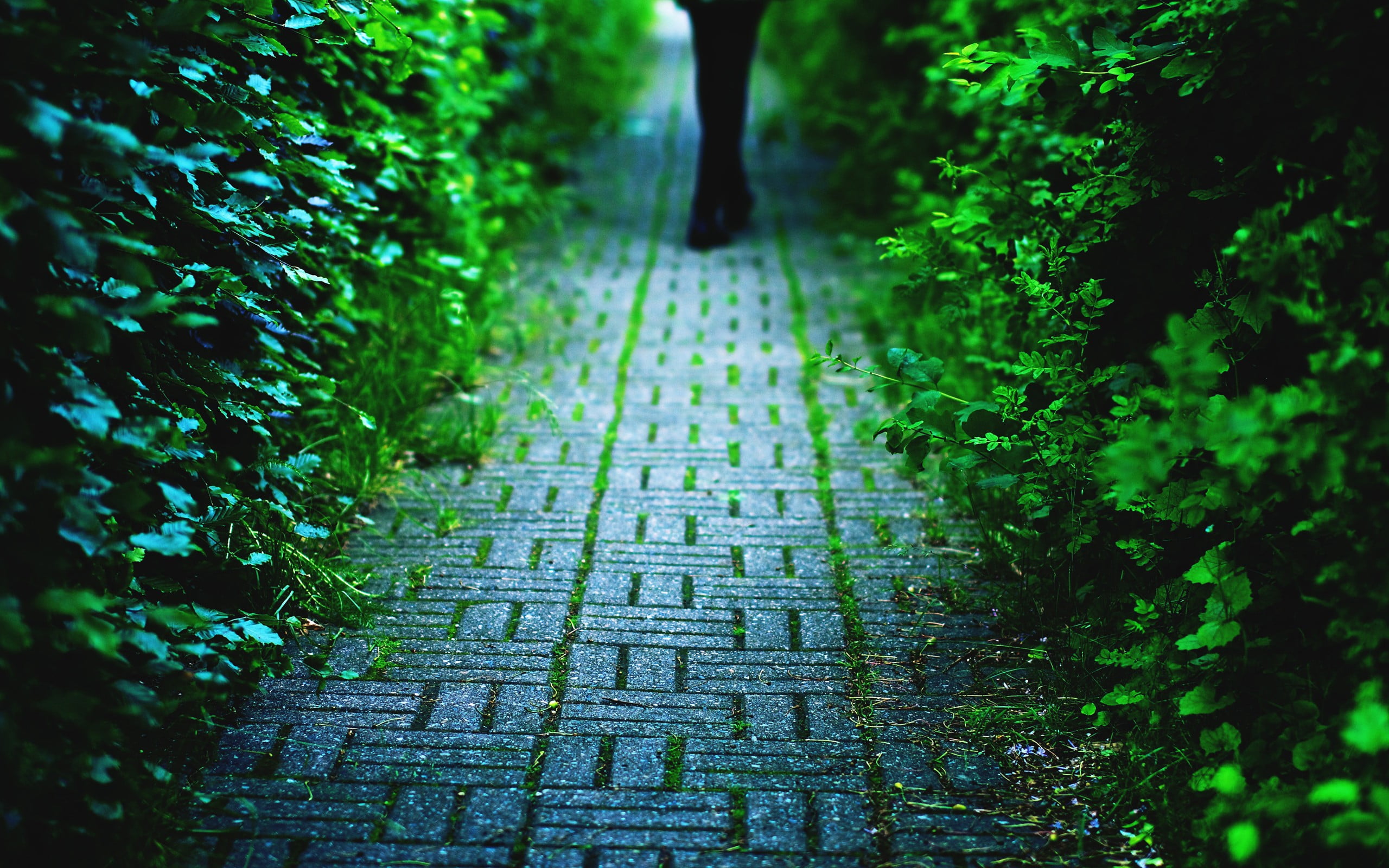 outdoors, land, hedge, day, people, 2K, nature, plant, footpath, diminishing perspective, focus on foreground, the way forward, walking, low section, direction, HD Wallpaper