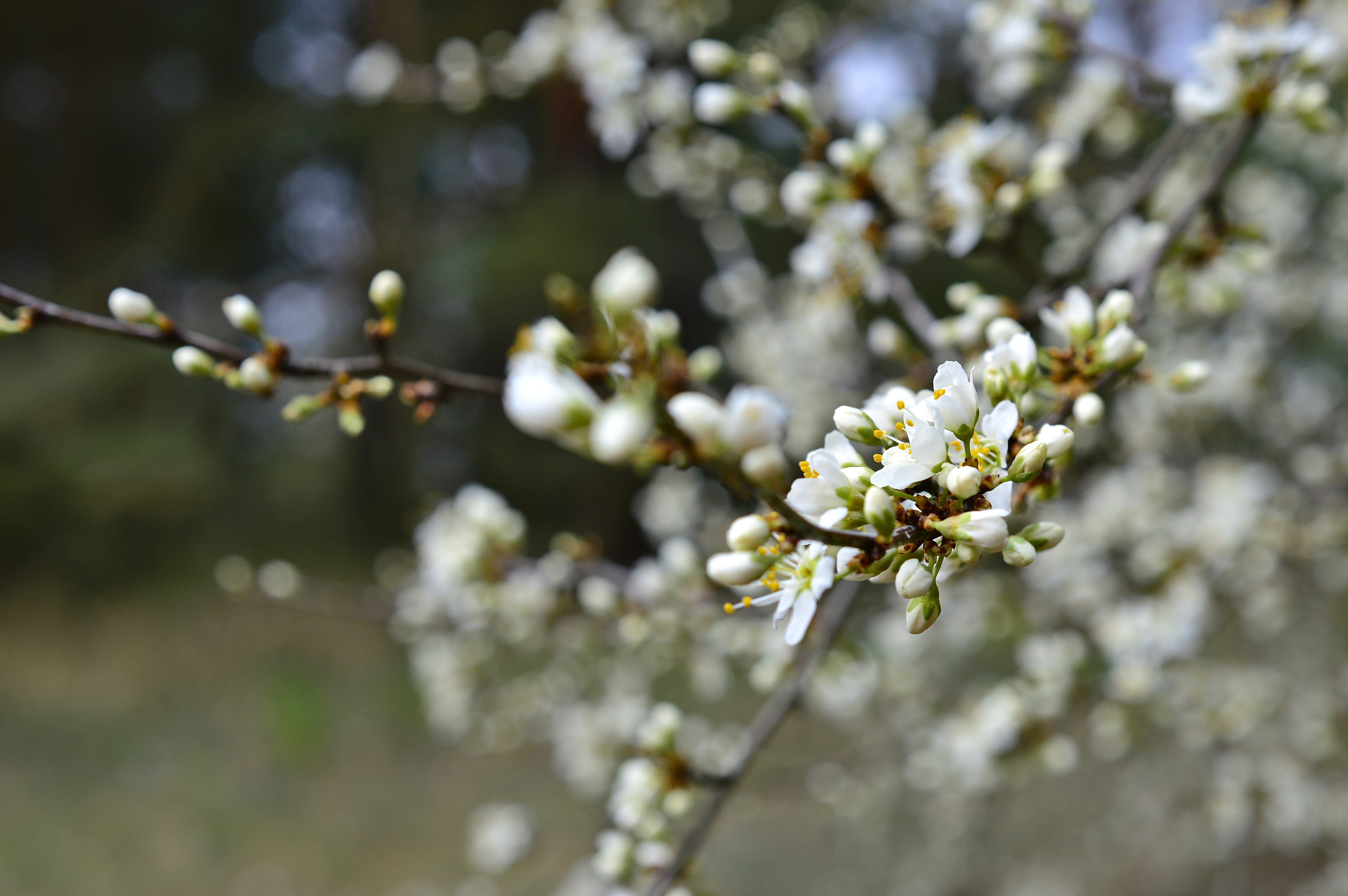 fragility, blackthorn shrub, sloes, day, sloe hedge, beauty in nature, plant, white, flowering twig, flower, bloom, focus on foreground, blackthorn, springtime, HD Wallpaper