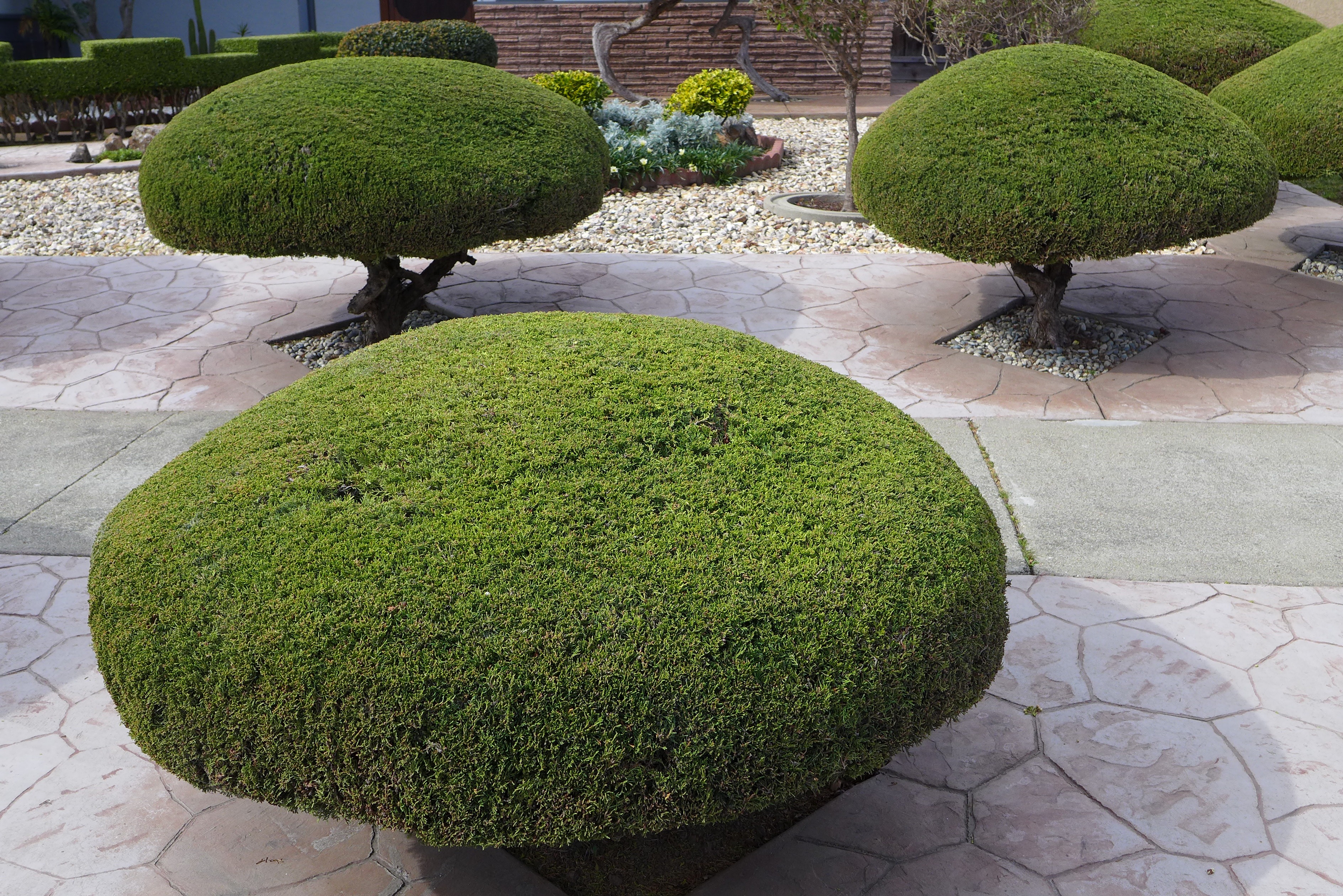 no people, front or back yard, trimmed, tree, green color, park, formal garden, growth, outdoor, green, park - man made space, shaped, trimming, grass, HD Wallpaper