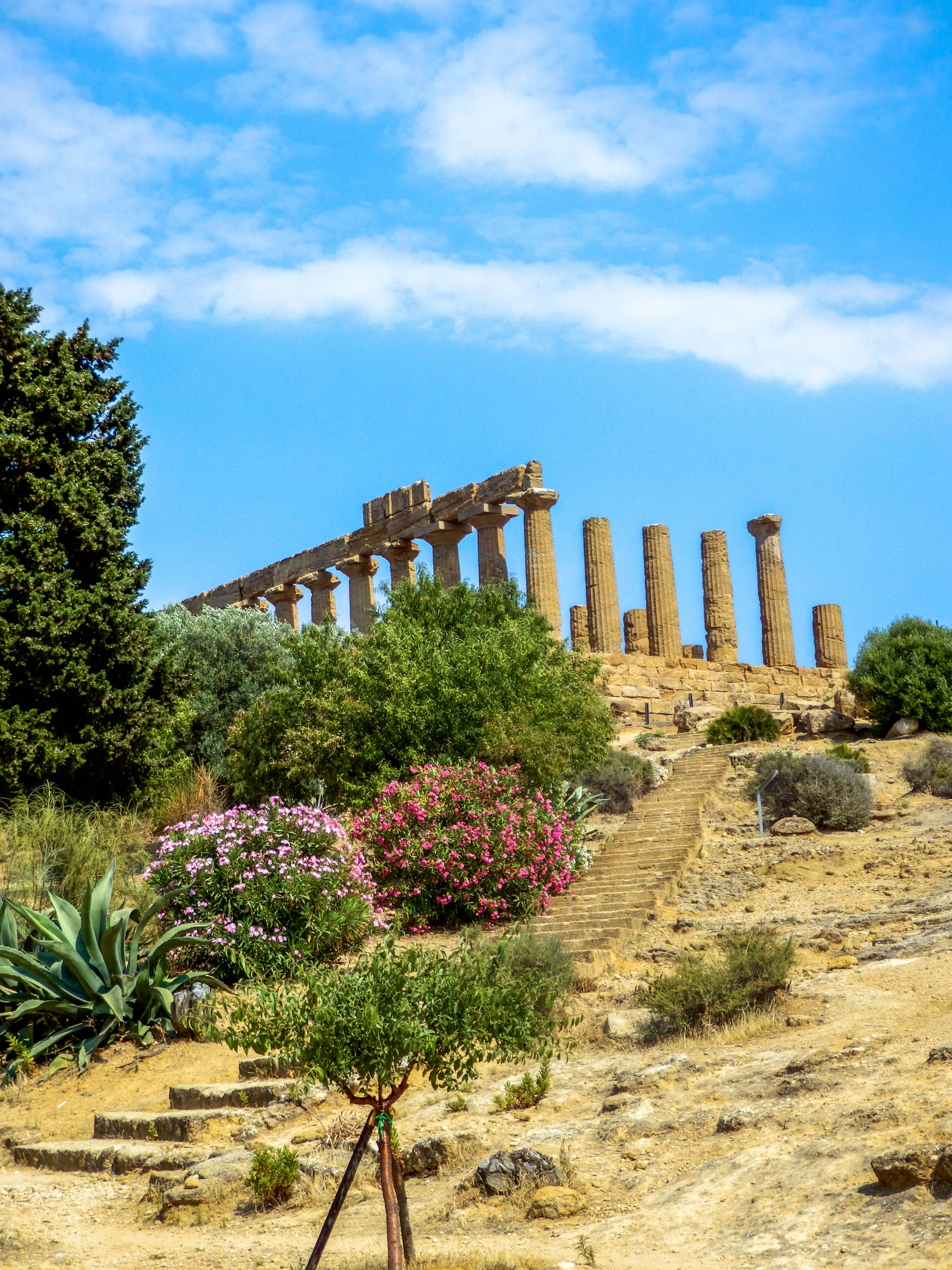 4K, growth, nature, land, beauty in nature, architectural column, flowering plant, greek temple, ancient civilization, monument, italia, sicily, tree, Phone HD Wallpaper