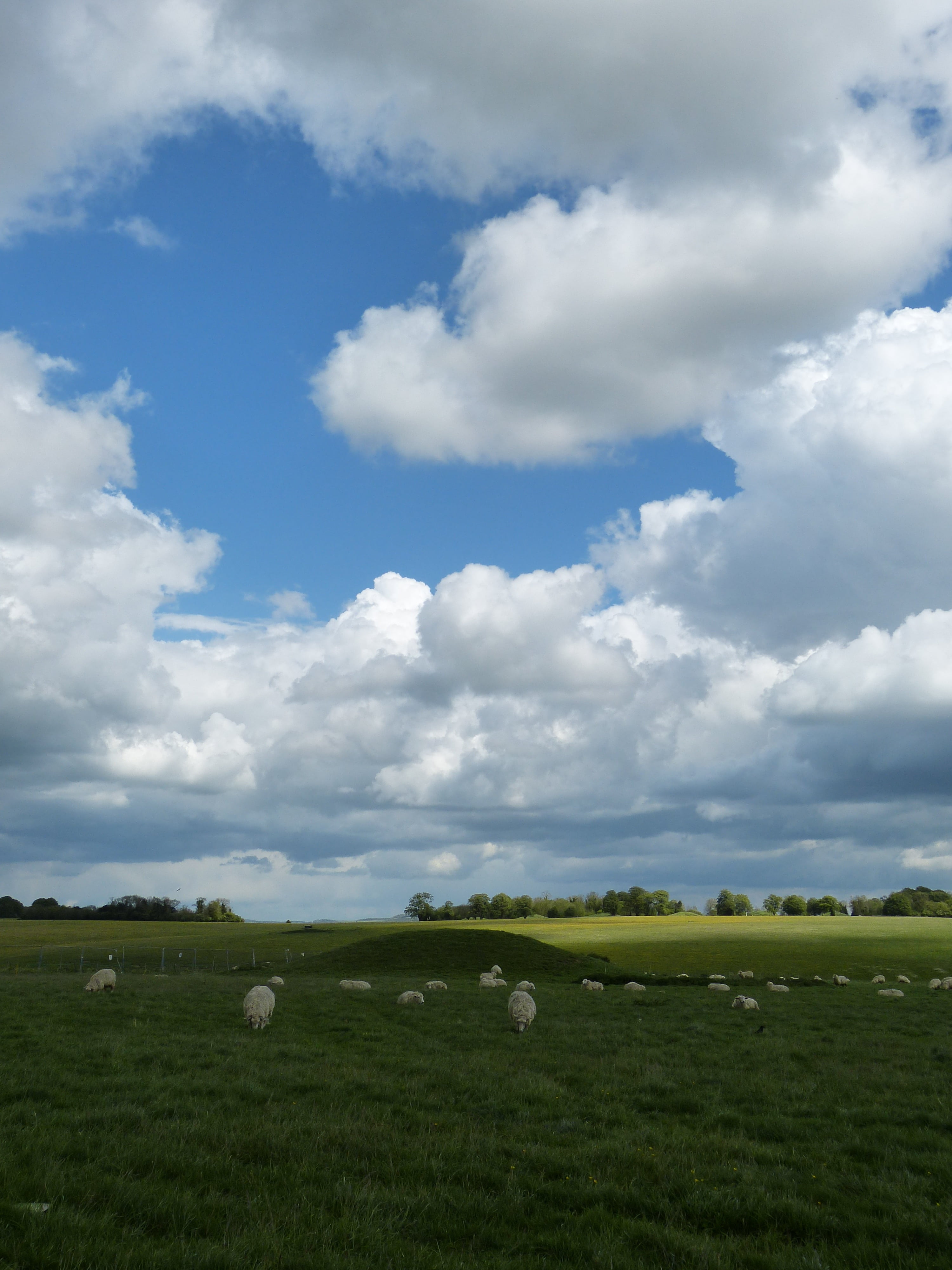 england, environment, sky, sheep, field, united kingdom, grass, green color, animal, landscape, no people, scenics - nature, day, flock, tranquil scene, Phone HD Wallpaper