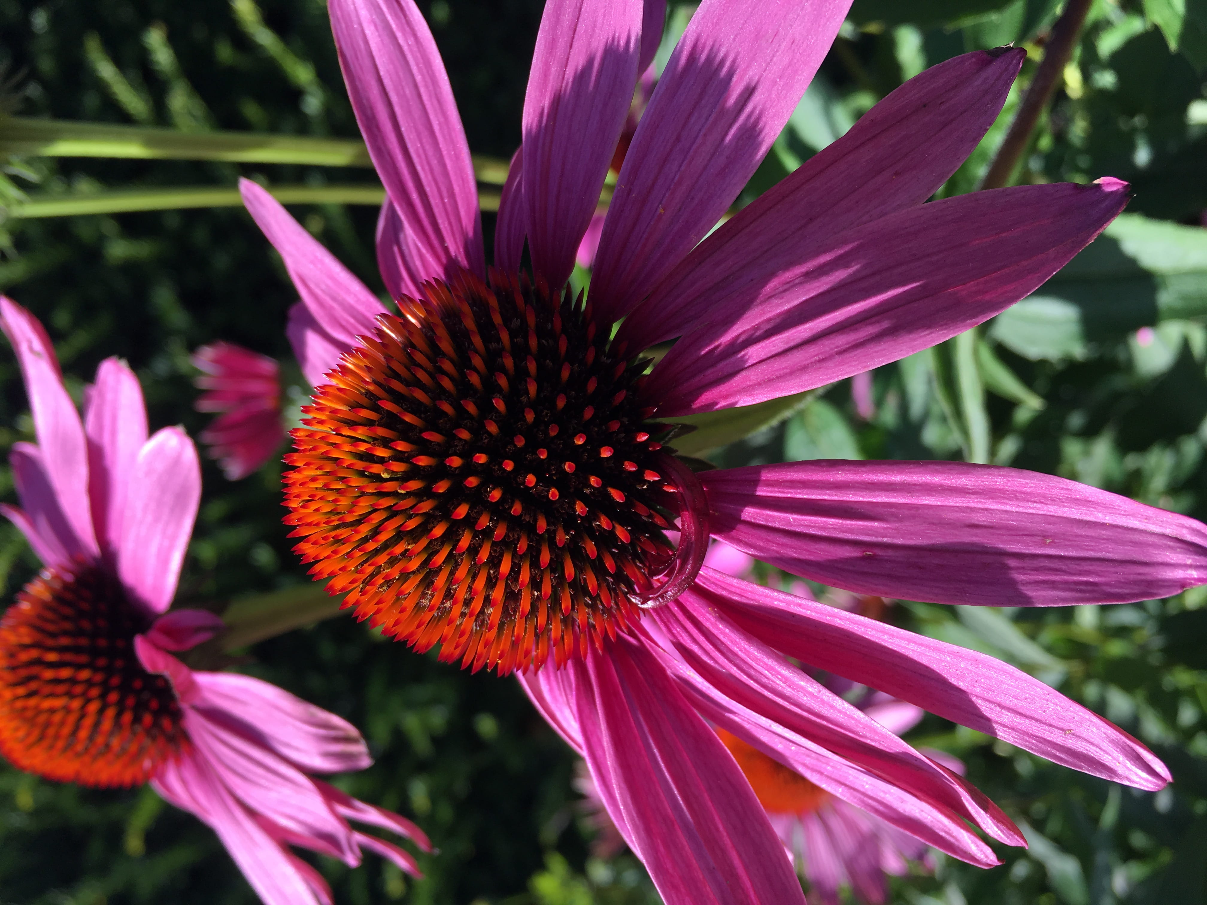 vulnerability, close-up, flowering plant, pollen, day, 4K, purple, outdoors, united kingdom, pink color, growth, nature, fragility, inflorescence, freshness, HD Wallpaper