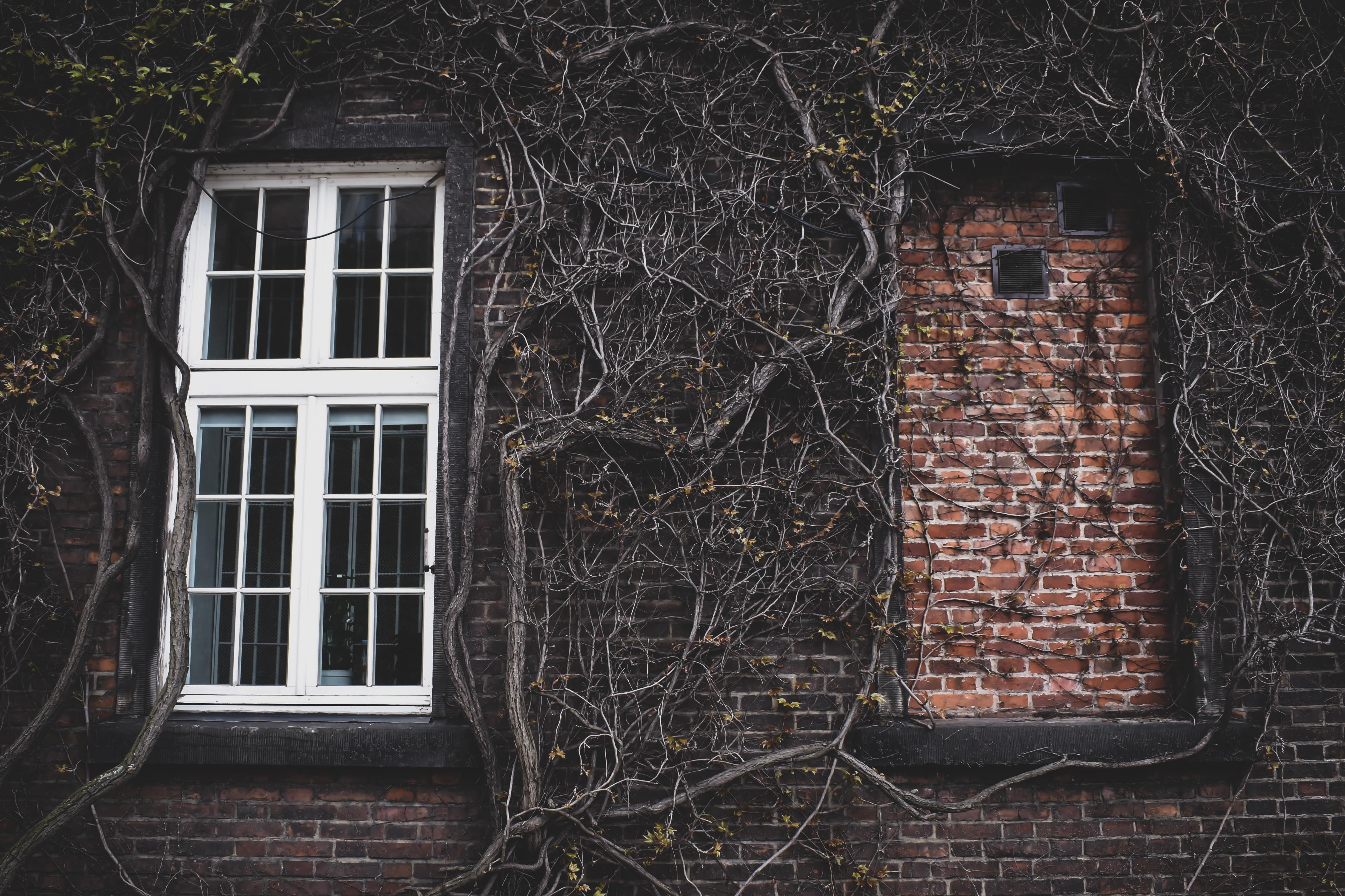 ivy, 4K, shutter, brick wall, painting, building exterior, picture window, mural, home decor, no people, residential district, day, puddle, walkway, house, HD Wallpaper