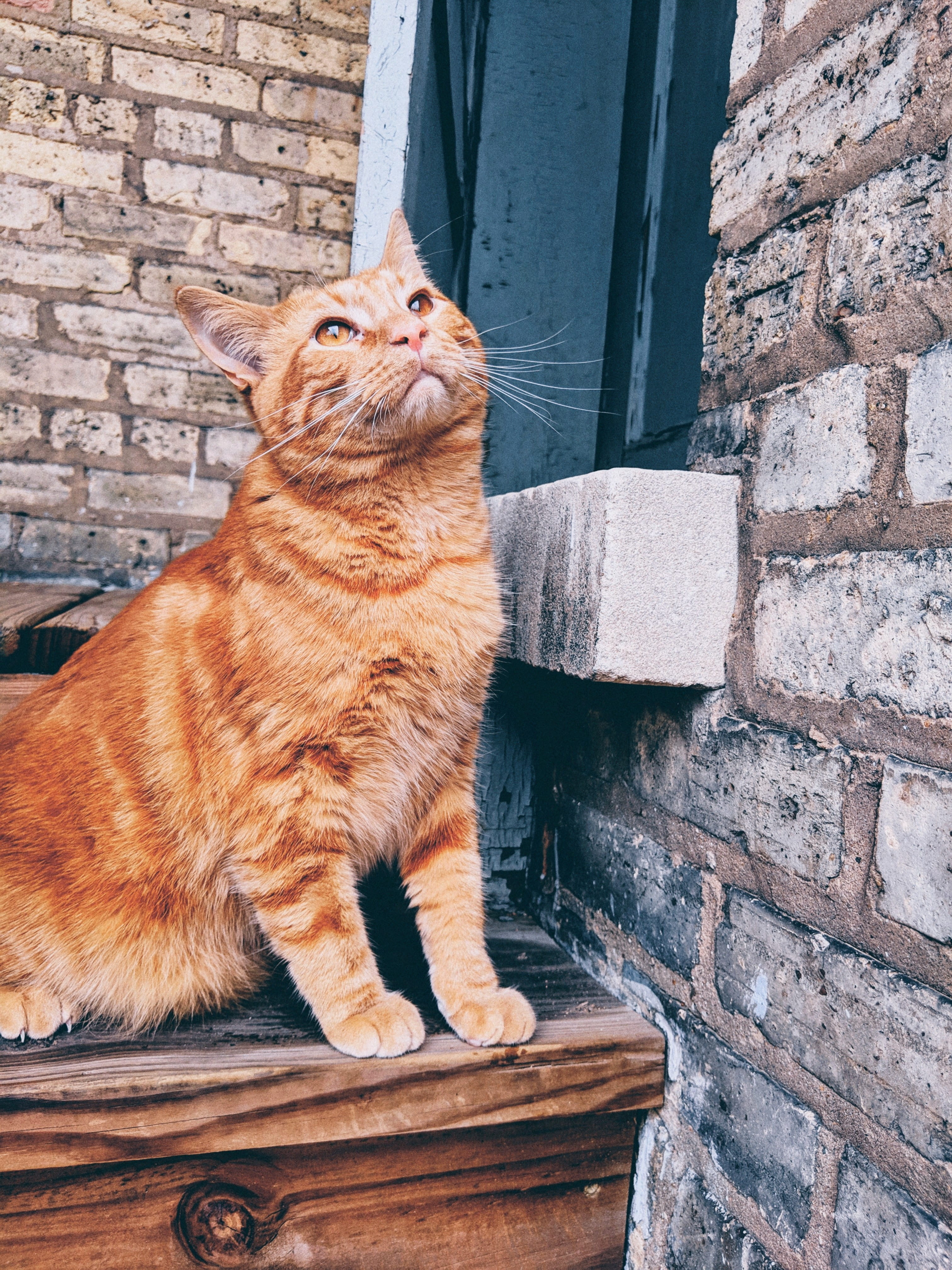 plant, whisker, vertebrate, pets, wood, cat, animal, ginger cat, sitting, looking, manx, wall - building feature, domestic, looking away, domestic cat, Phone HD Wallpaper