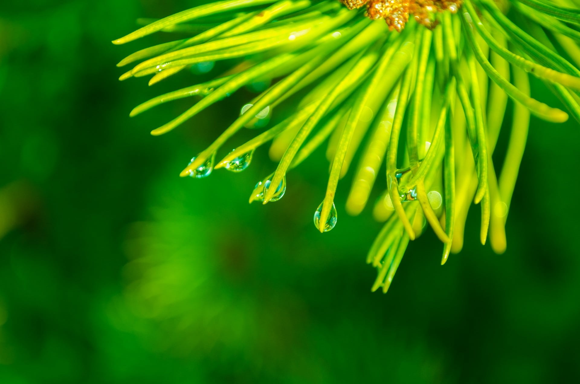 macro, fir, outdoors, cone, growth, photo, fragility, dew, decorative, droplets, coniferous, conifer, greeting, card, day, garden, wet, holiday, leaves, HD Wallpaper