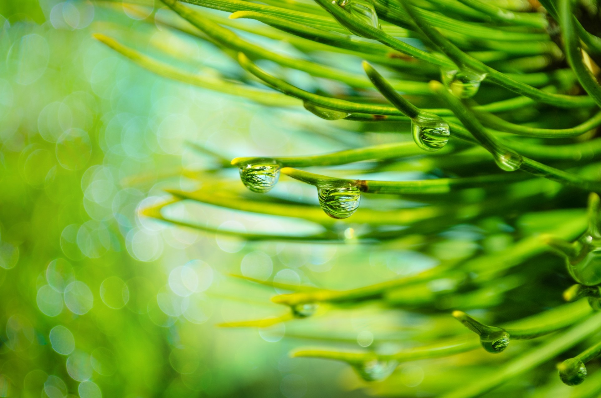 plant part, 1080P, greeting, celebration, close-up, water, holiday, drops, wet, card, full frame, leaf, growth, beauty in nature, cone, food and drink, HD Wallpaper
