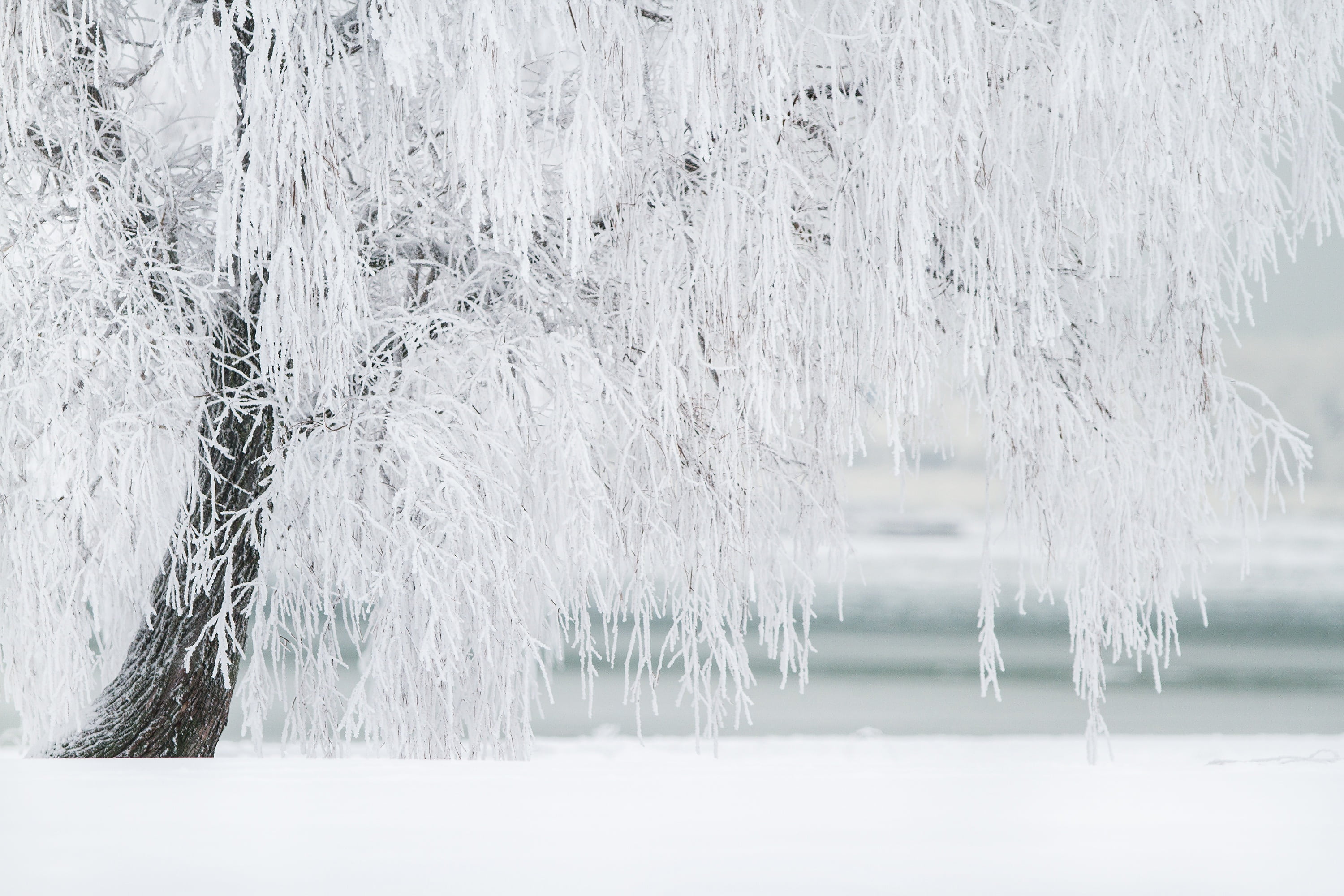 beauty in nature, christmas, snowing, ze, winter, cold temperature, white color, tranquility, frozen, white, scene, nature, environment, icicle, landscape, HD Wallpaper