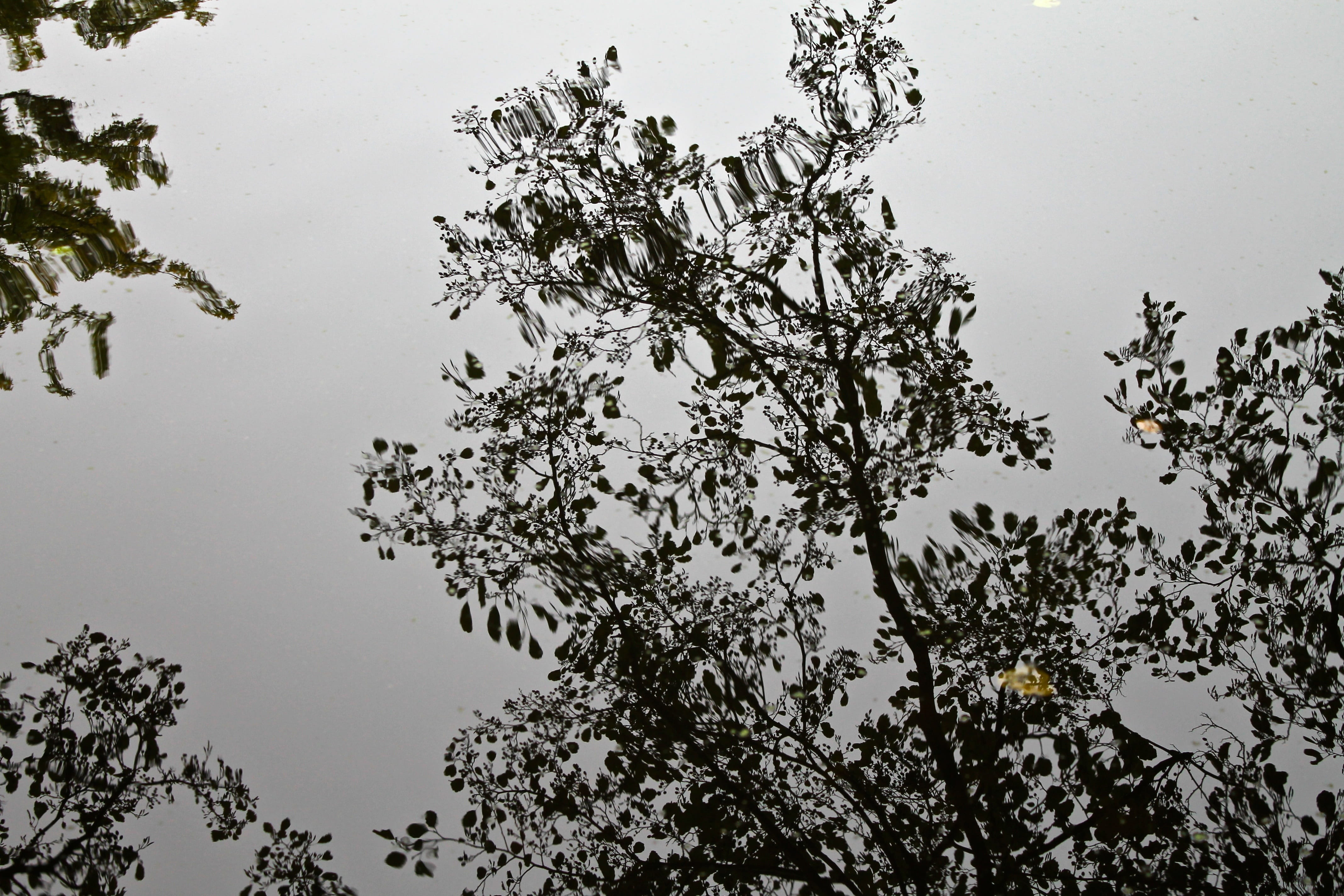 reflection, low angle view, Reflexion, tree, 4K, Water, no people, Nature, Leaves, sky, outdoors, outdoor, growth, leaf, branch, lake, tranquility, beauty in nature, HD Wallpaper