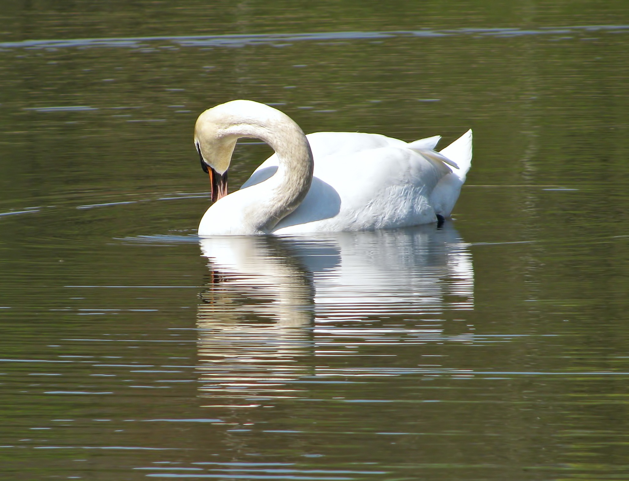 animal neck, animal themes, water bird, pond, animal, animal wildlife, swan, wild life, vertebrate, 1080P, one animal, reflection, water, white color, HD Wallpaper