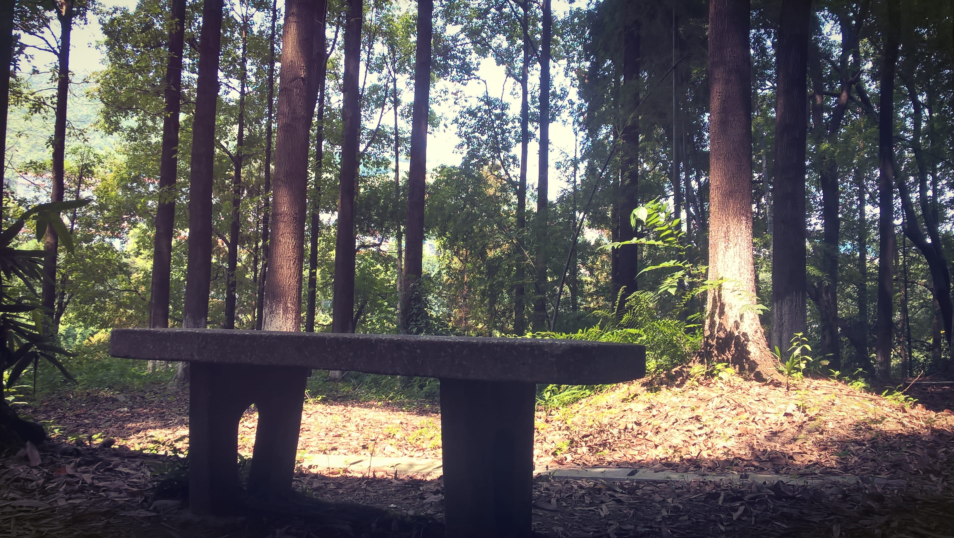 plant, sunlight, forest, beauty in nature, wood - material, tree, no people, scenics - nature, 209 guo dao, outdoors, tree trunk, 2K, land, trunk, tranquil scene, HD Wallpaper