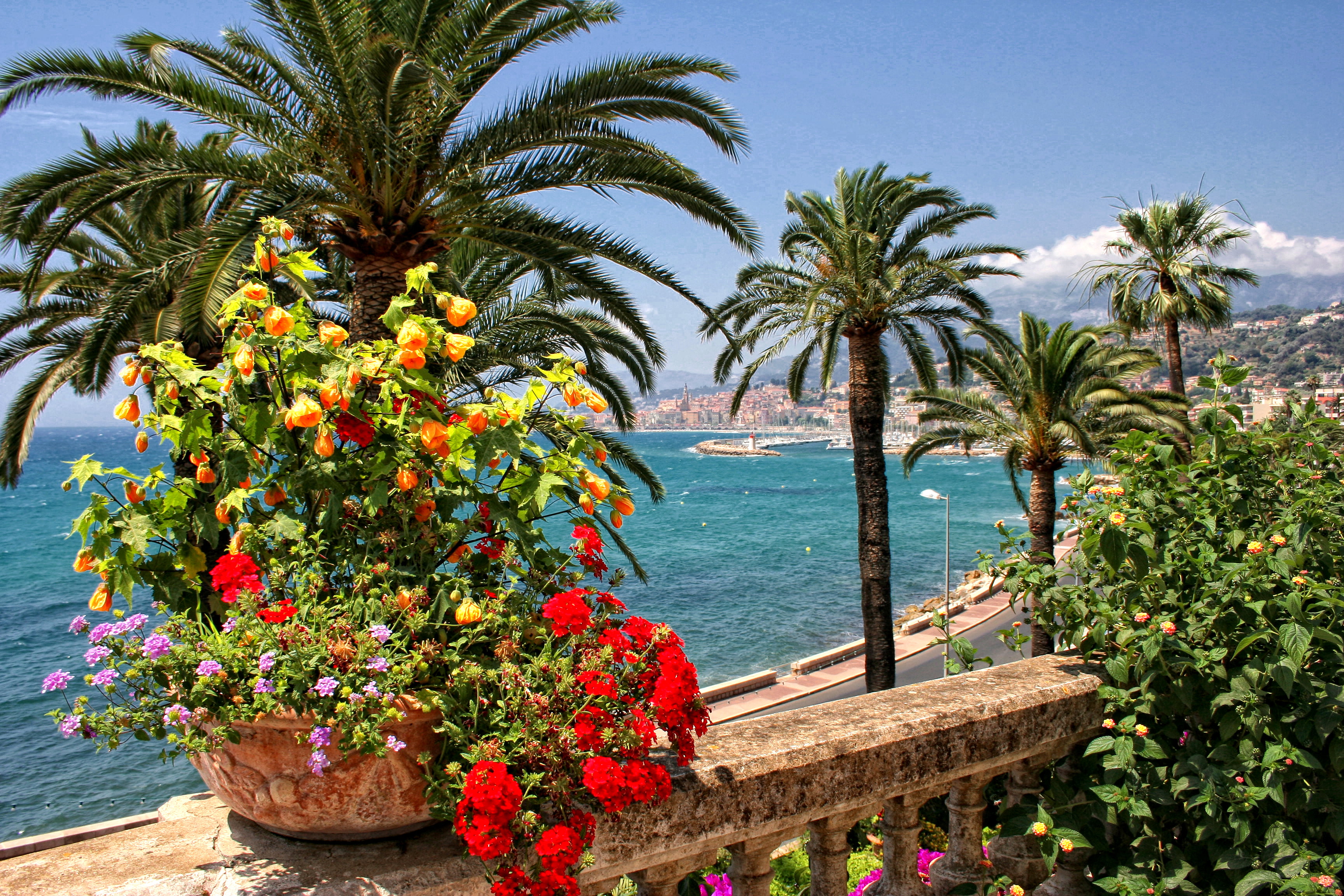 2K, flowering plant, growth, freshness, plant, petaled, home, outdoors, coast, Menton, no people, tree, palm trees, palm tree, nature, tropical climate, HD Wallpaper