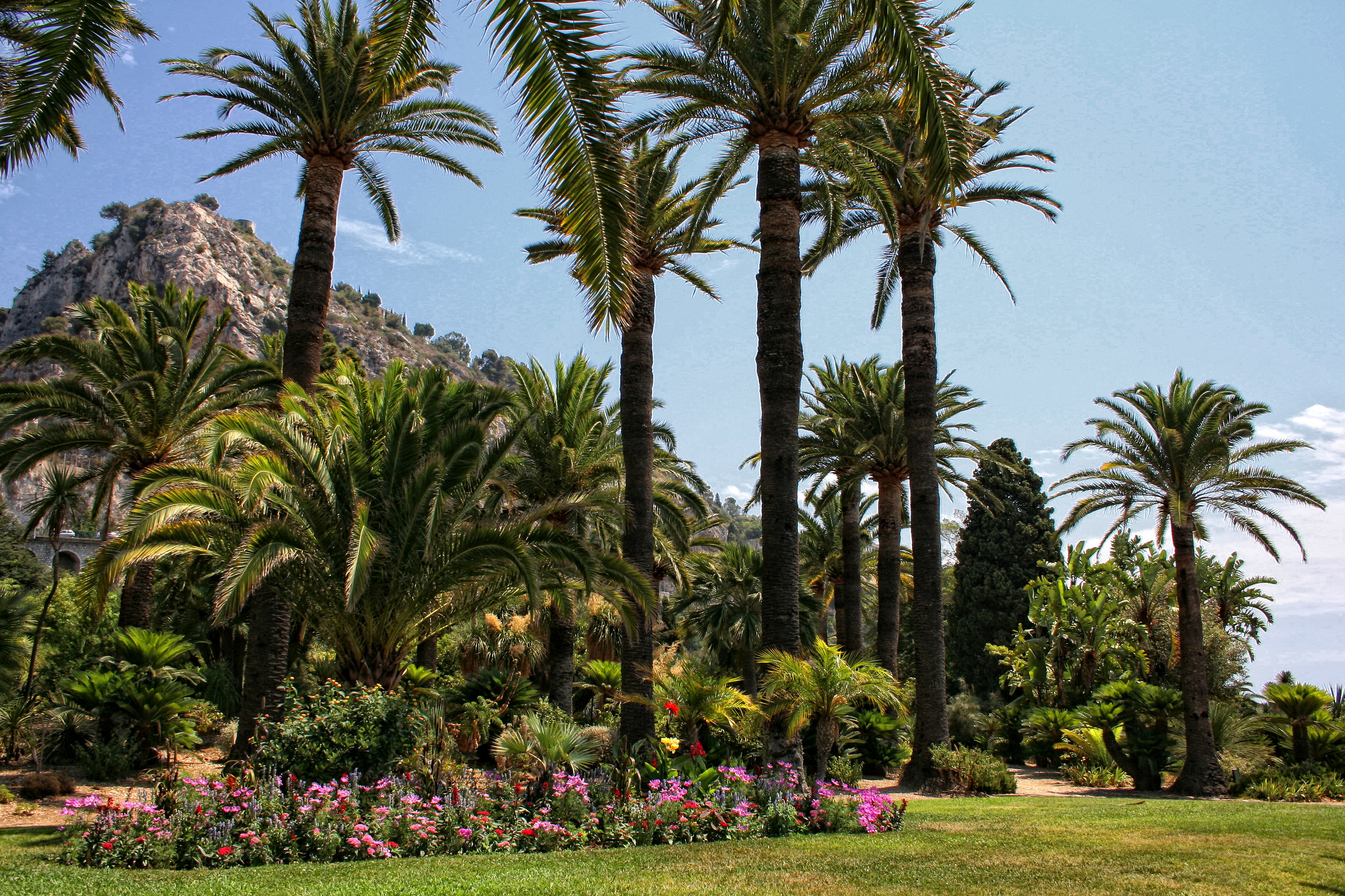 2K, Park, grass, lawn, France, Menton, flowers, palm trees, HD Wallpaper