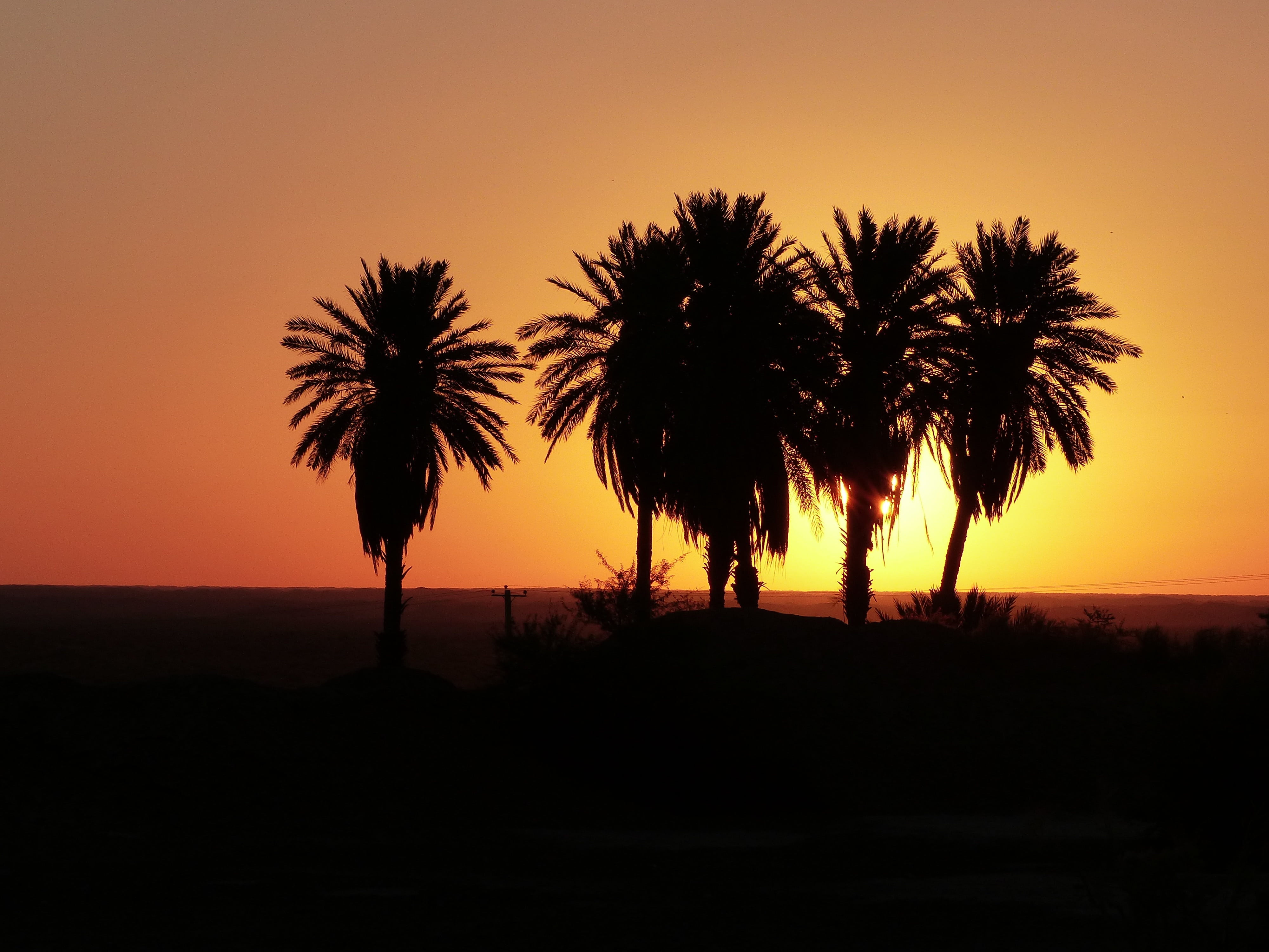 landscape, nature, environment, sunset, growth, palm trees, no people, non-urban scene, outdoors, oasis, sunrise, plant, beauty in nature, tranquil scene, HD Wallpaper