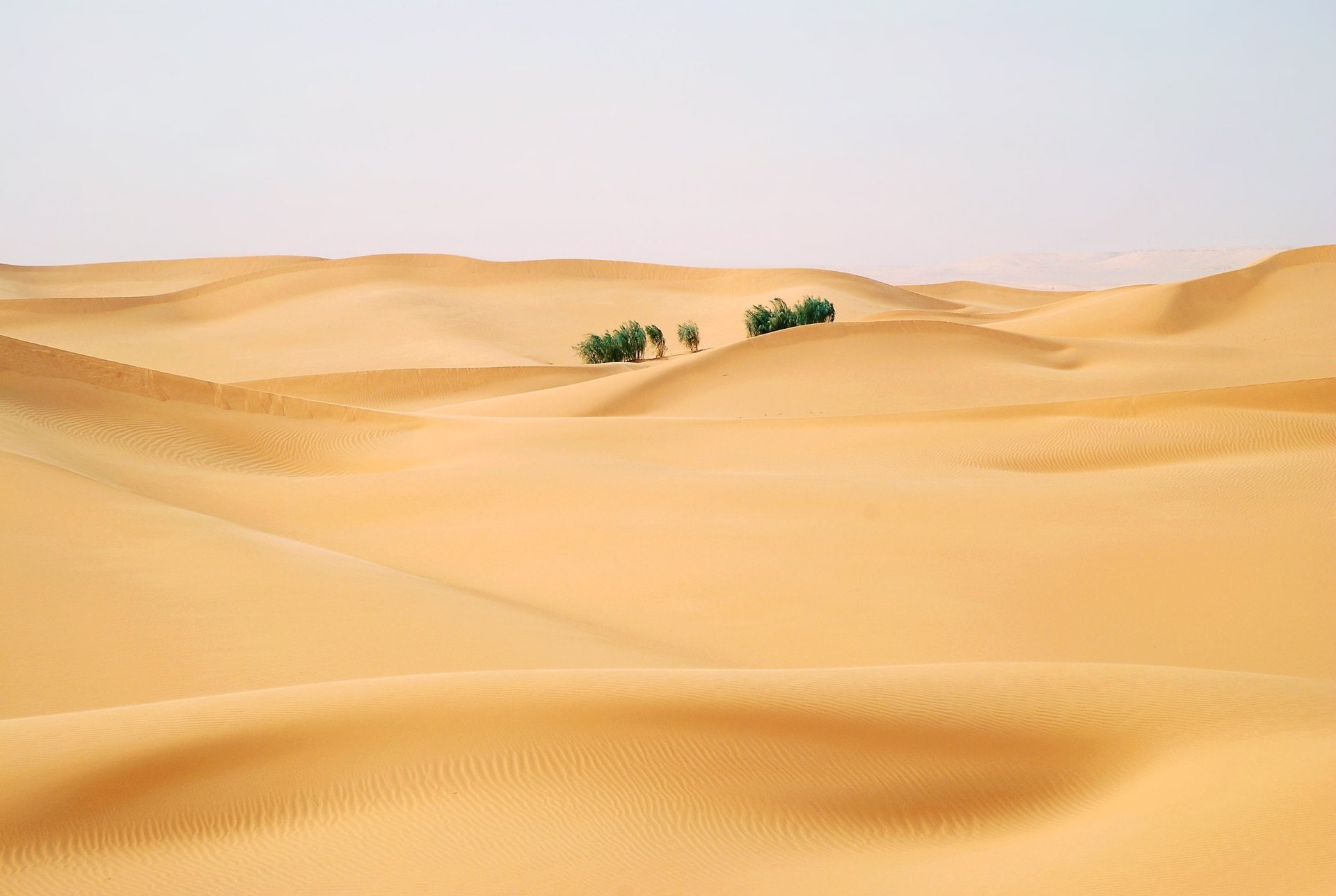 Landscape, Oasis, Sand, 1080P, Dune, Sahara, Desert, Earth, Africa, HD Wallpaper