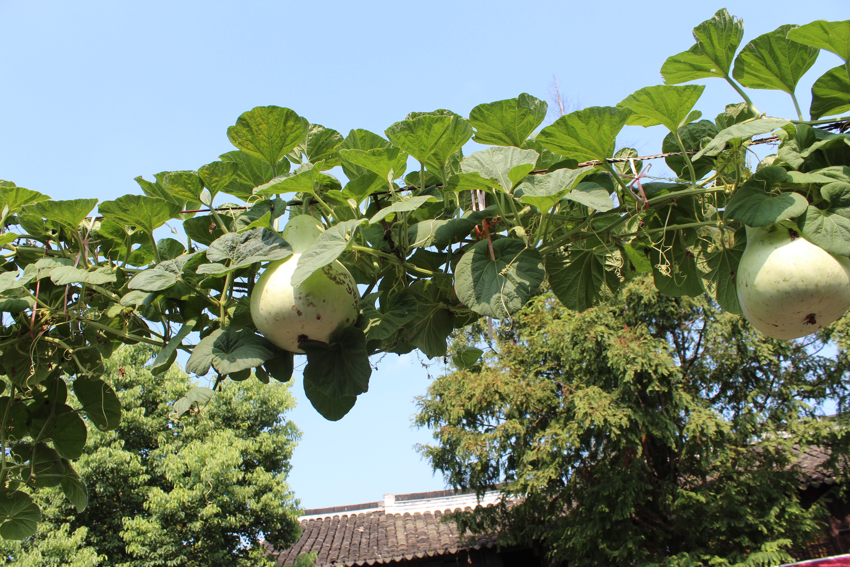 plant part, nature, clear sky, freshness, food and drink, fruit tree, papaya, plant, no people, branch, fruit, outdoors, growth, low angle view, ripe, wellbeing, HD Wallpaper