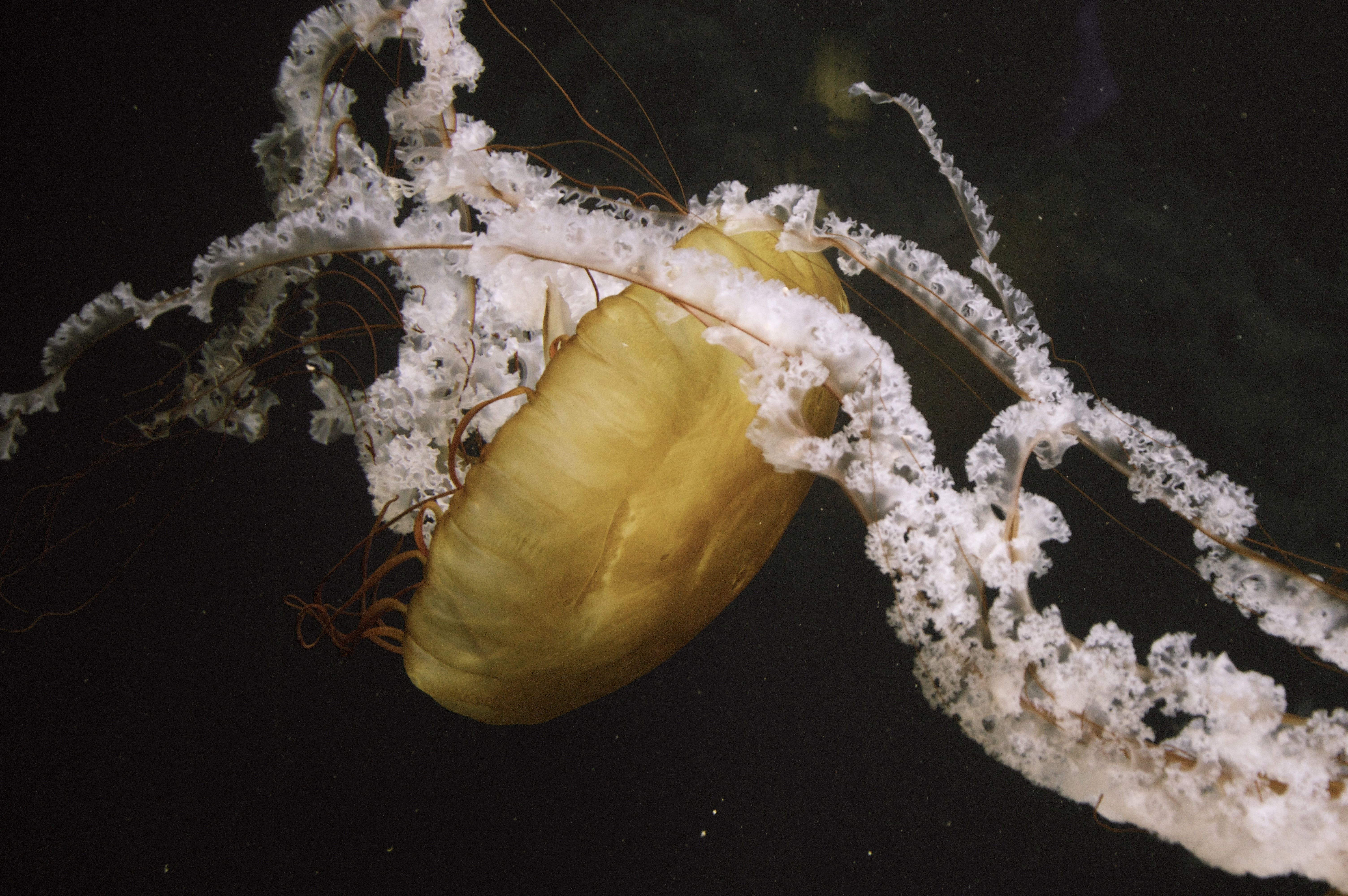swimming, photography, tentacle, water, mollusk, outdoors, one animal, jelly, close-up, sealife, animal wildlife, yellow, sea, undersea, fauna, closeup, HD Wallpaper