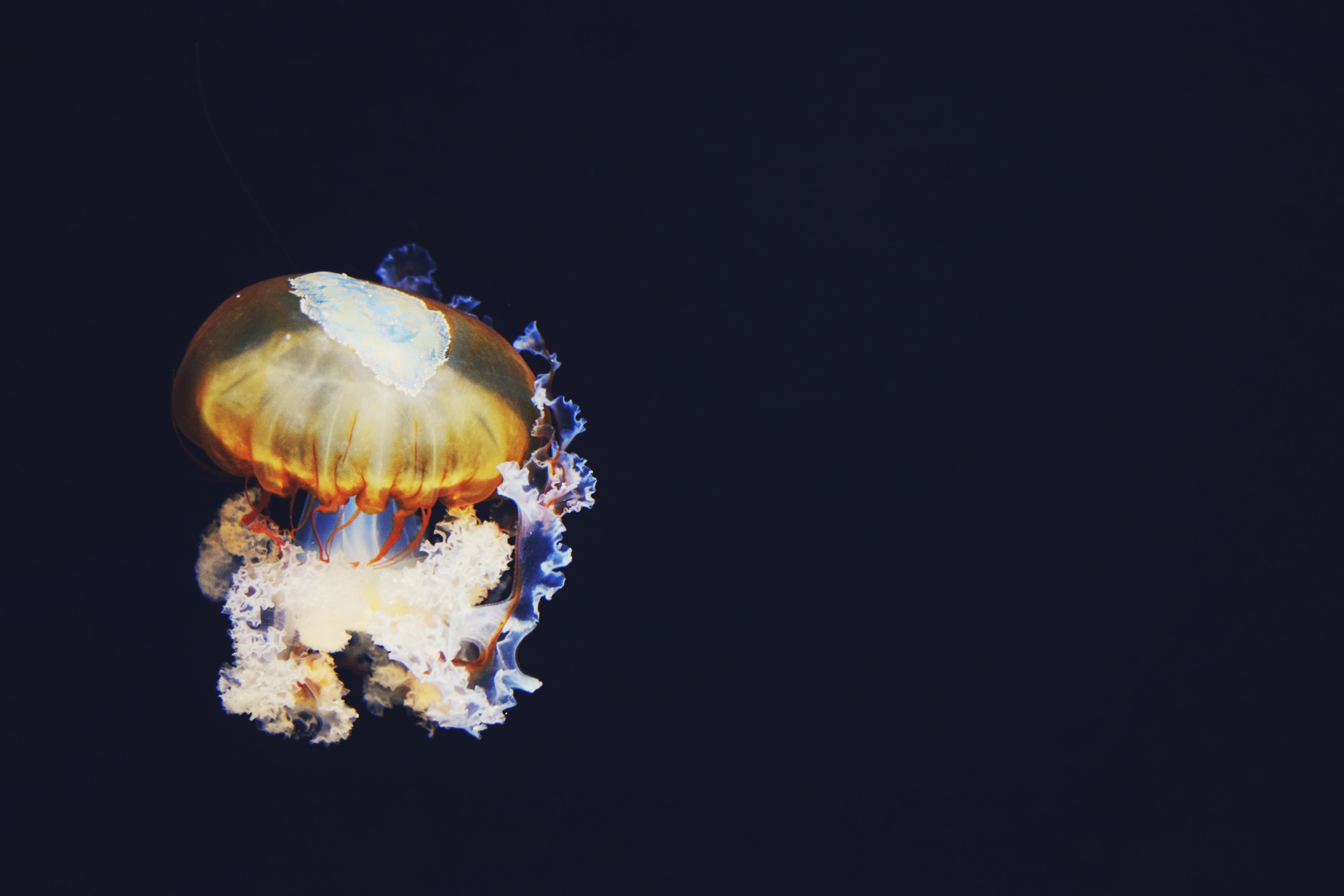 animal themes, photo, dark, water, illustration, marine, invertebrate, jellyfish, one animal, animals in the wild, animal wildlife, brown, studio shot, HD Wallpaper