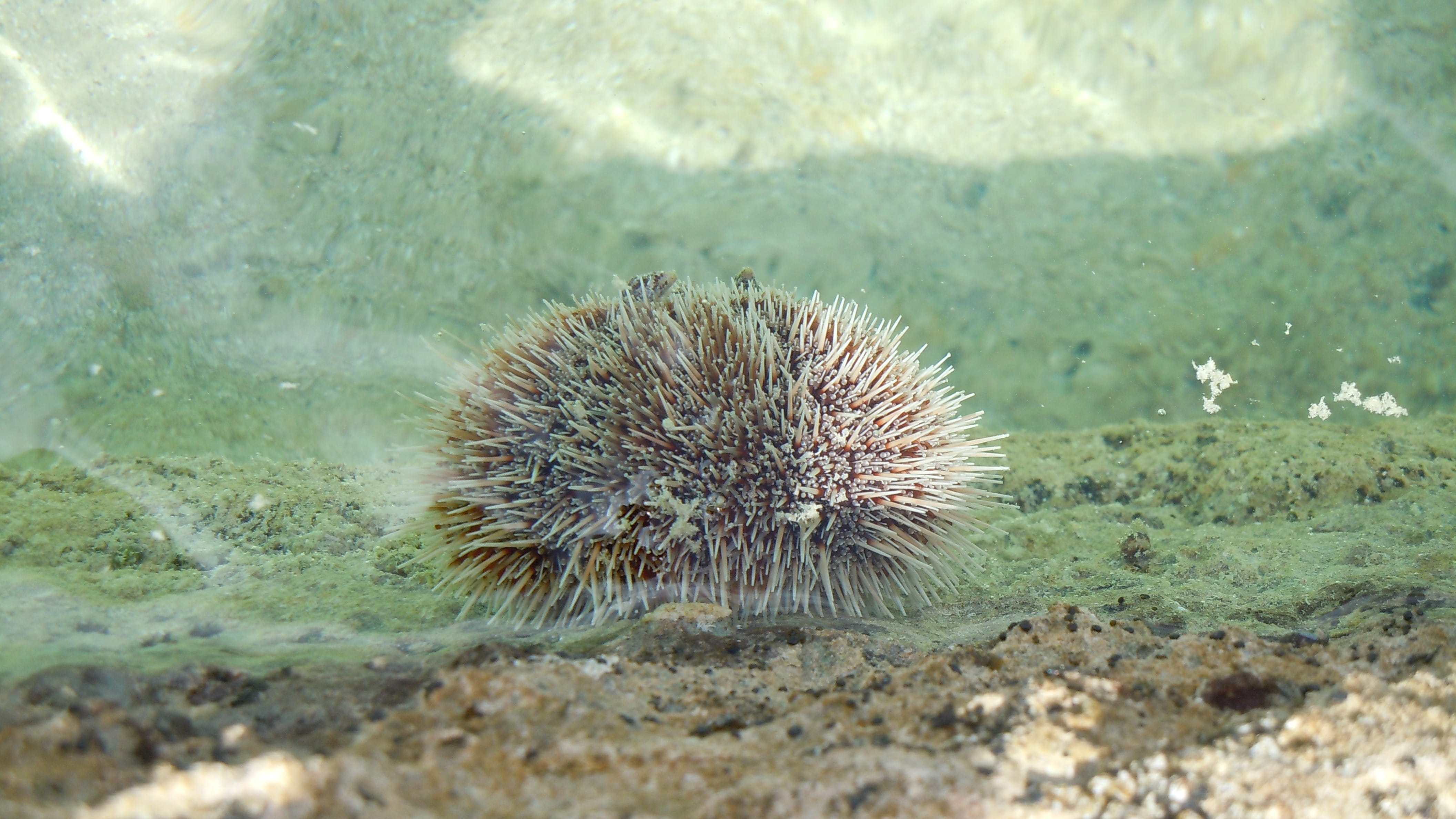 Beach, ecosystem, sea, aquatic, exotic, outdoors, undersea, no people, Sea Urchins, water, sea life, animal wildlife, 4K, Close-Up, creature, animal, tropical, HD Wallpaper