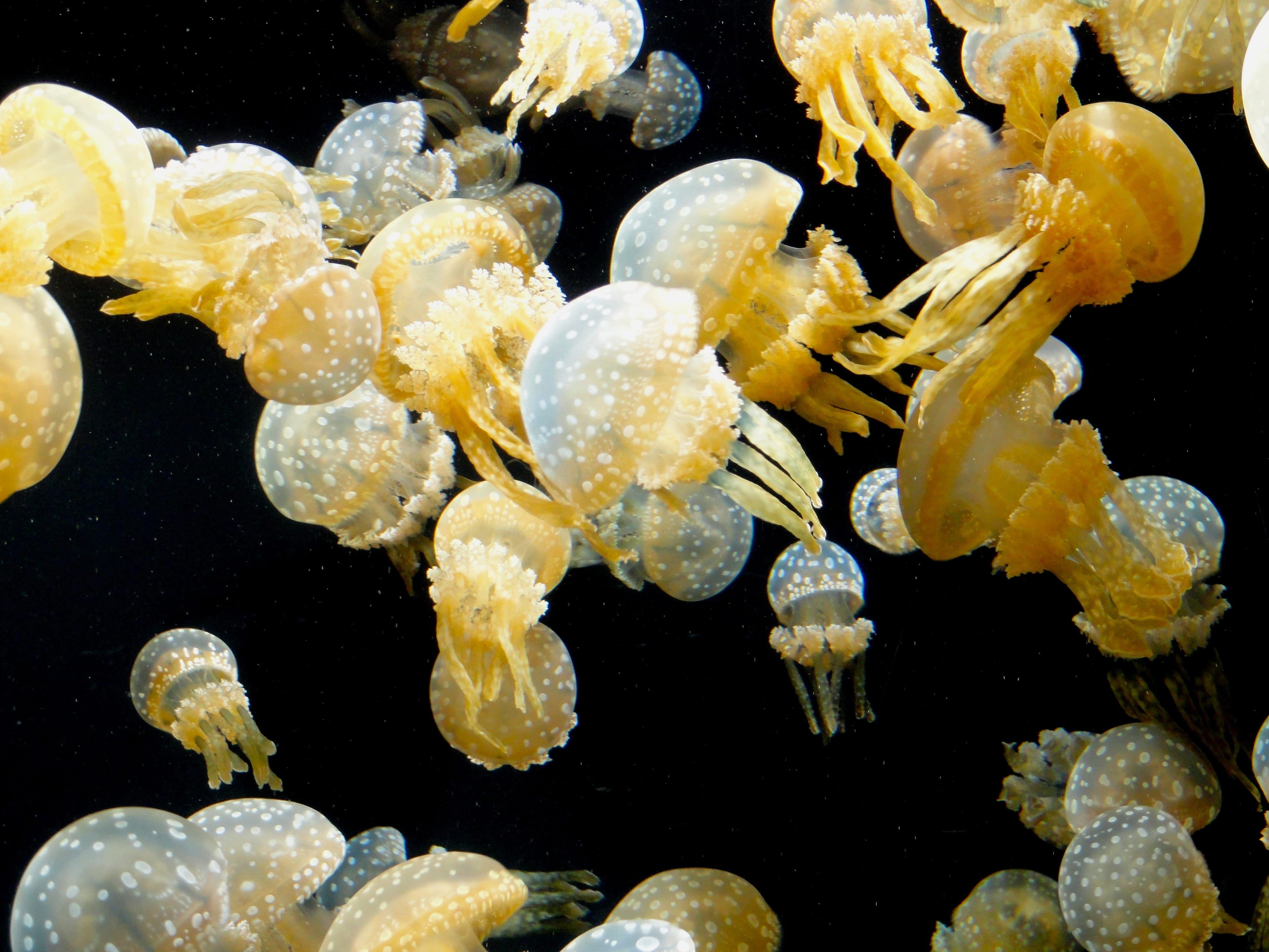 school of fish, brown, fish, aquarium, swimming, underwater, nature, undersea, beauty in nature, no people, cnidarian, animal wildlife, swimming Animal, HD Wallpaper