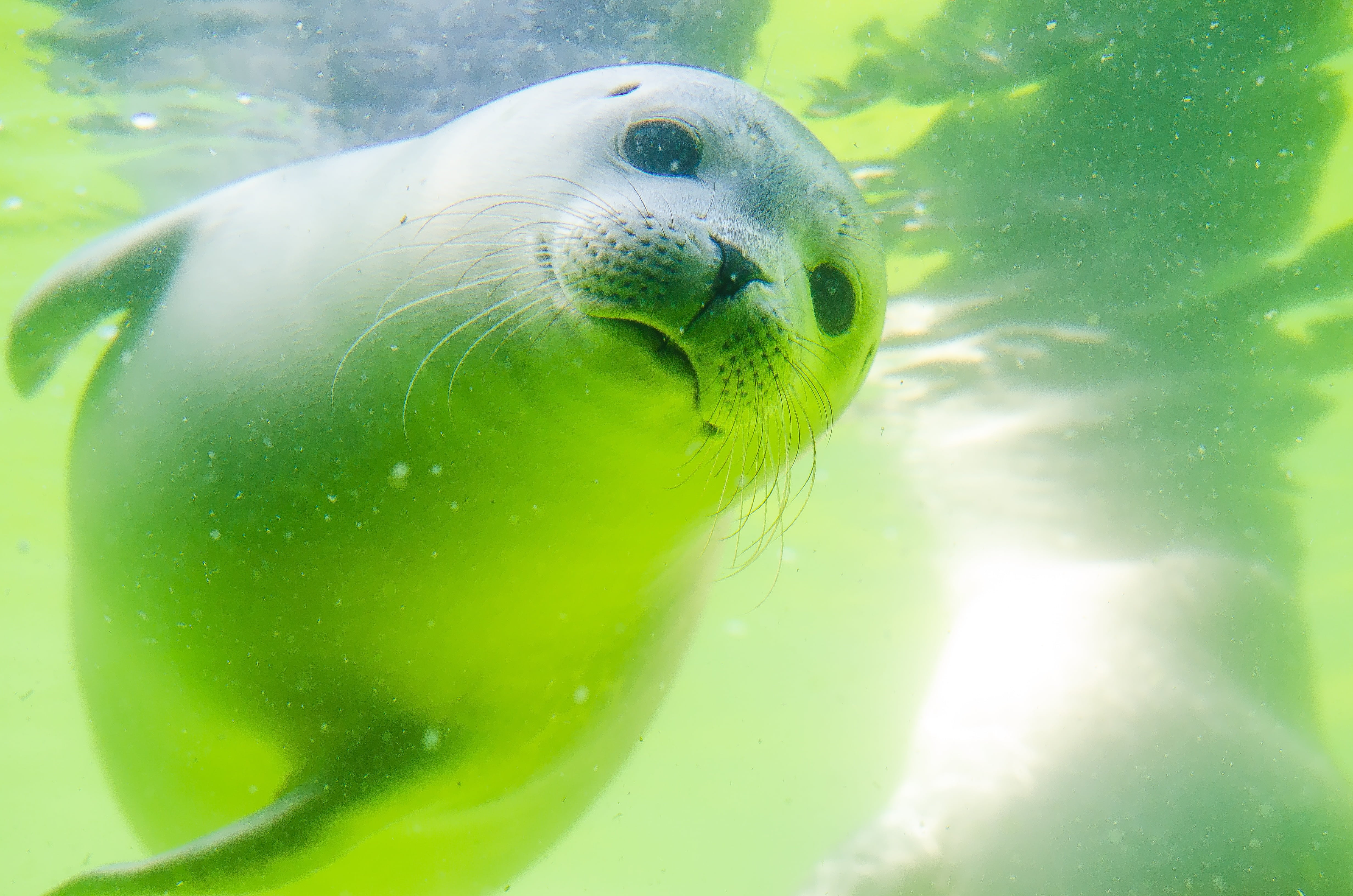 marine, animal, seal - animal, green color, seal, underwater, sea animals, focus on foreground, sea lion, diving, animal wildlife, outdoors, cute, vertebrate, HD Wallpaper
