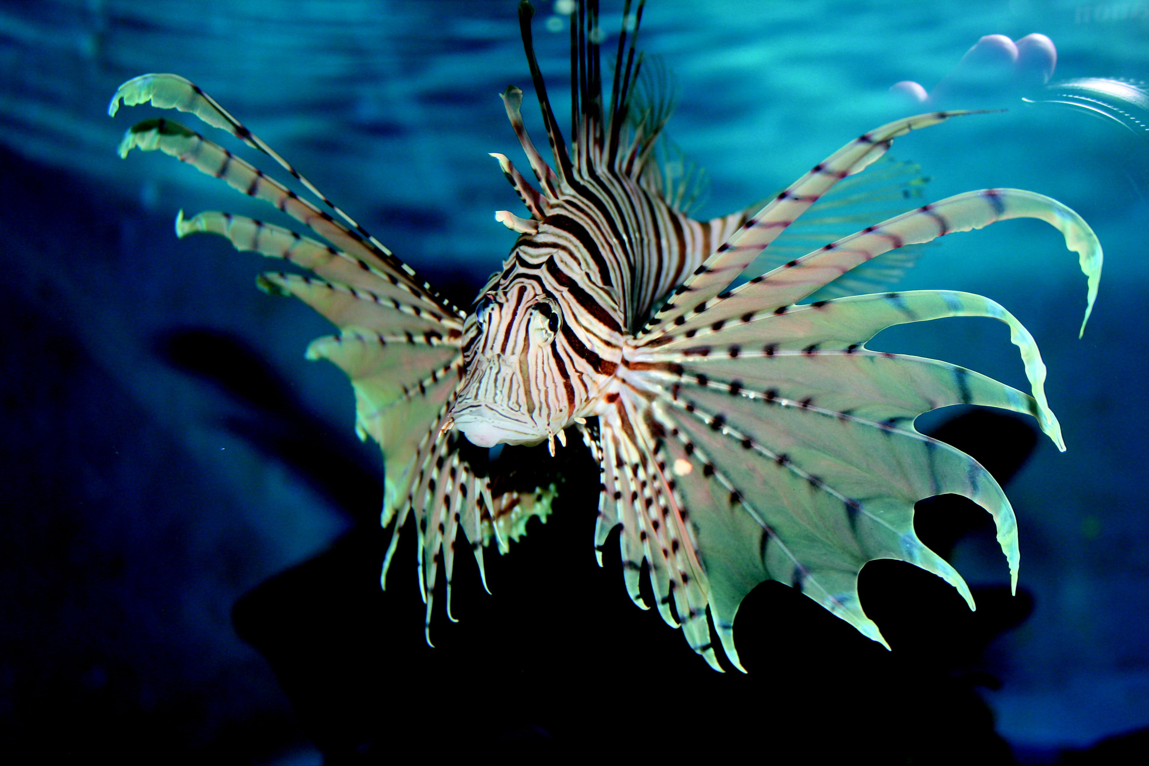 striped, undersea, one animal, no people, vertebrate, color, aquarium, animal wildlife, underwater, sea life, wildlife, water, blue, saltwater fish, gray, HD Wallpaper
