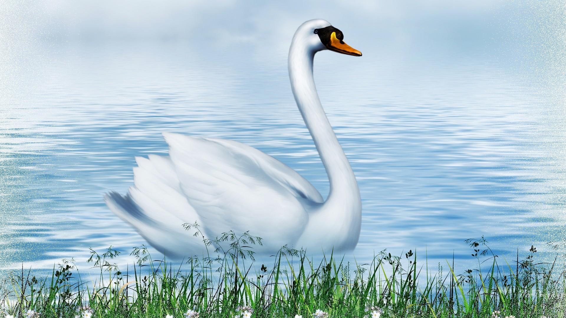 swan, lake, grass, grace, fine, beauty, spring, pond, bird, animals, flowers, summer, 1080P, HD Wallpaper