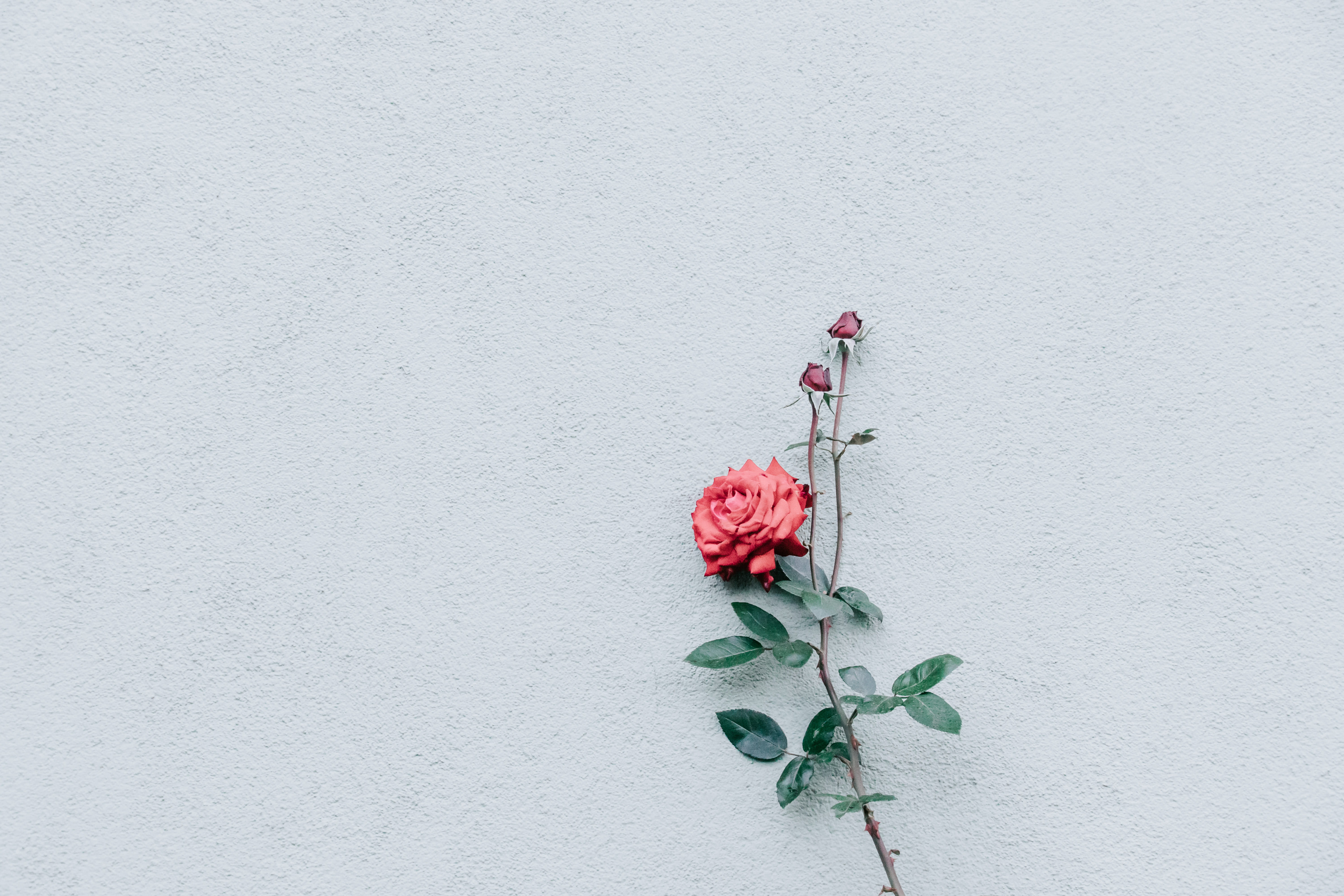 green, wedding, botany, close-up, solitude, beauty In Nature, leaves, love, springtime, flower, decoration, romance, wall, red, nature, rose, 5K, wall - Building Feature, HD Wallpaper