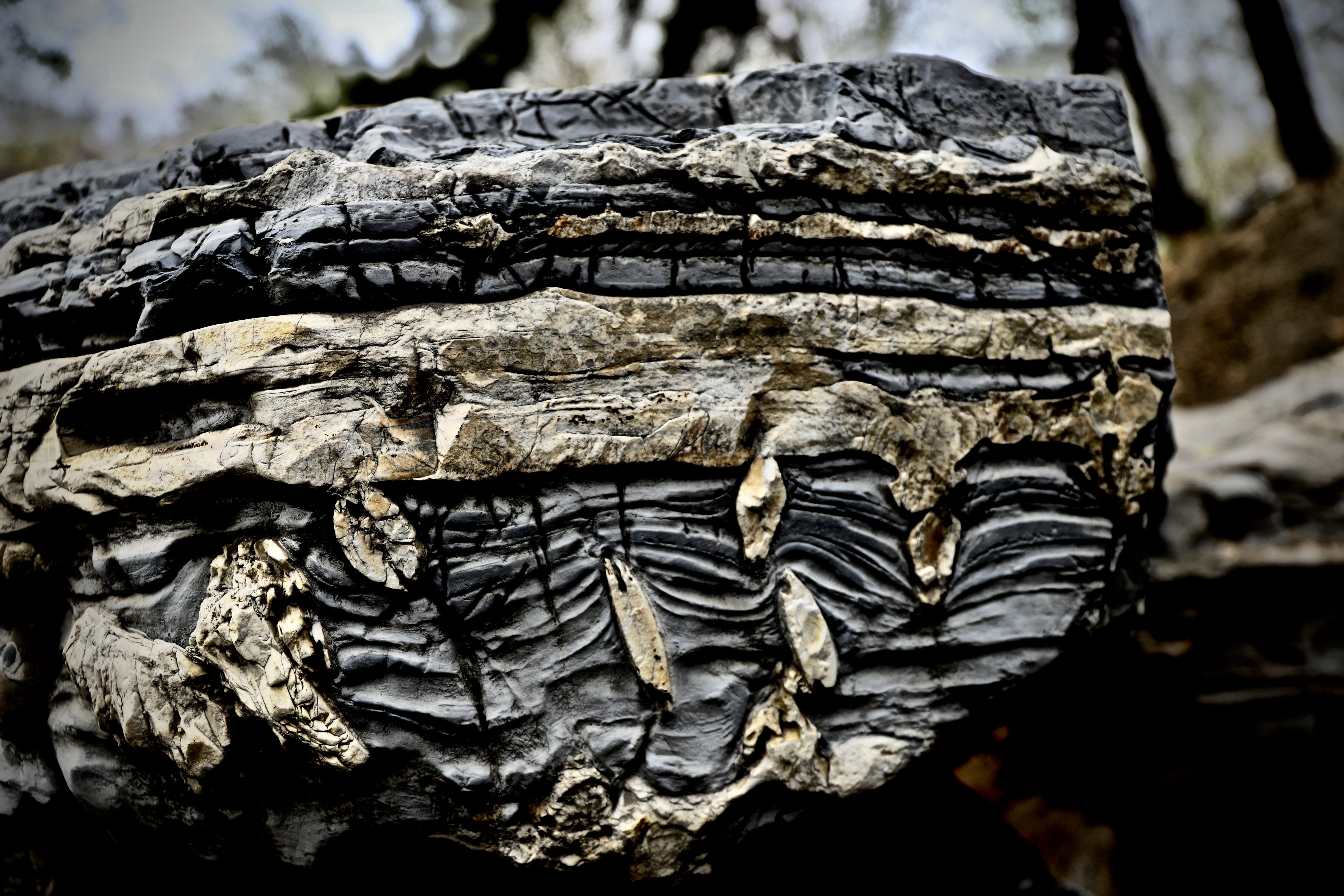 surface, wood - material, texture, blank, plant, brown, day, focus on foreground, trunk, light, solid, grey, bark, no people, rock, nature, natural pattern, HD Wallpaper